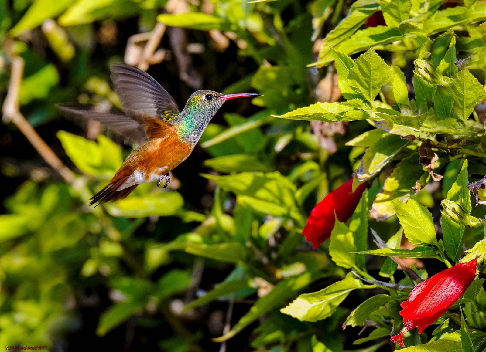 Hummingbird (Amazilia amazilia) Ris.naz.di Paracas (Peru)...