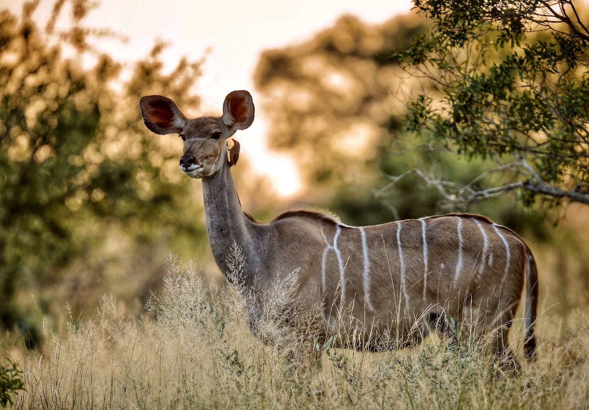 Female Kudu ...