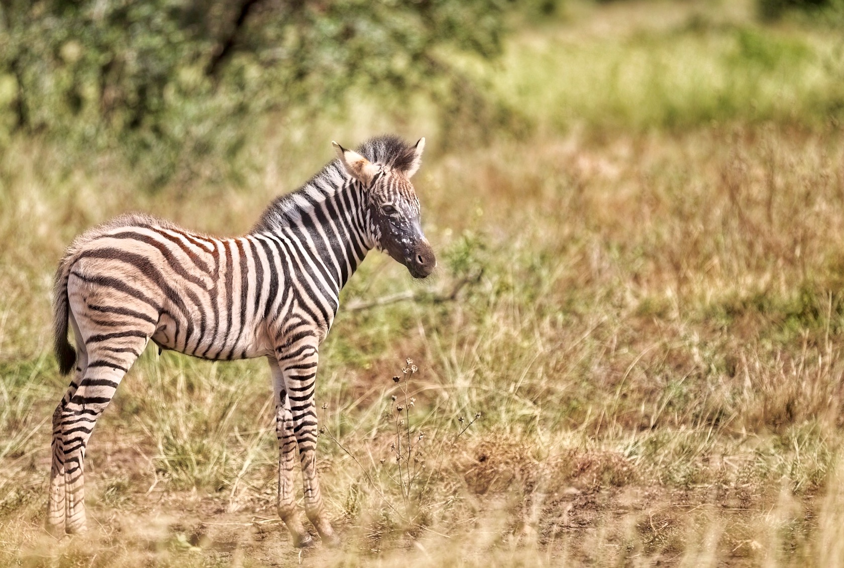 Young Zebra...