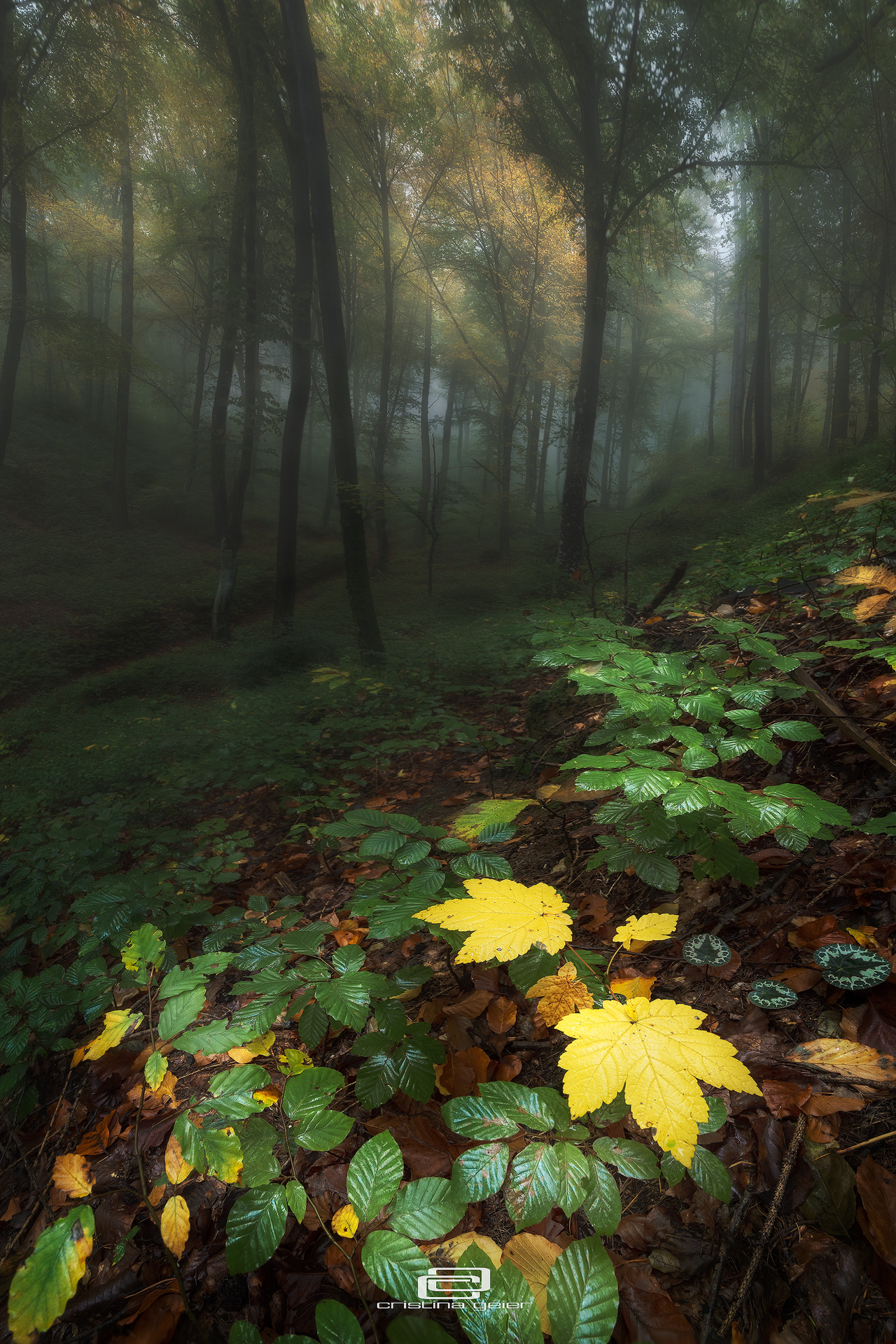 Il bosco in autunno...