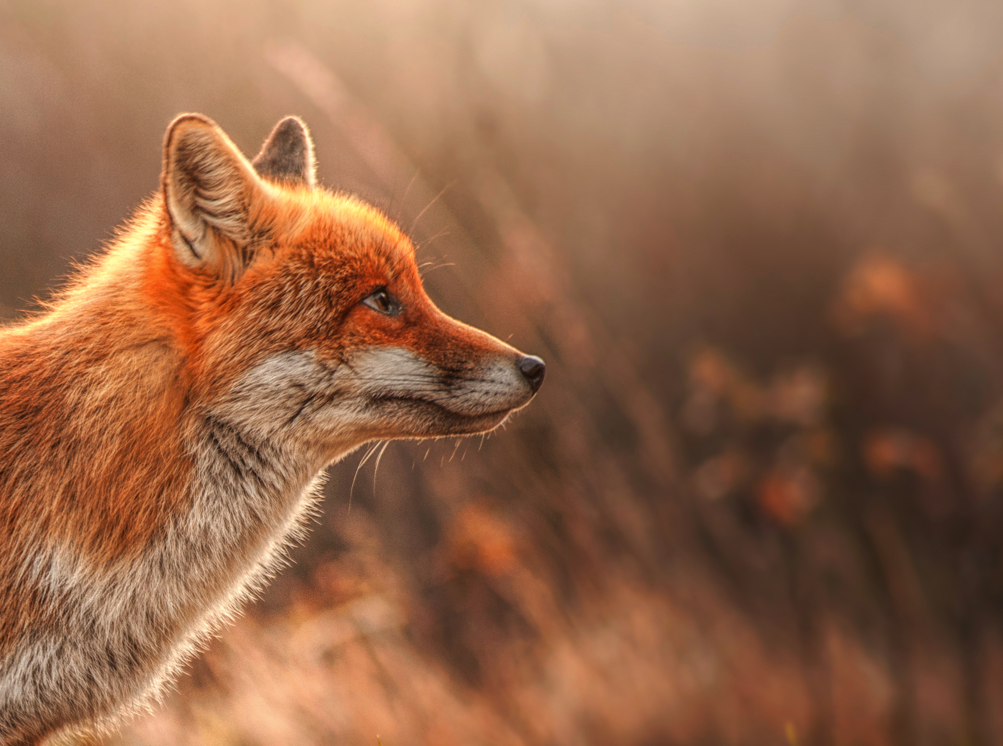 A fox at sunset...