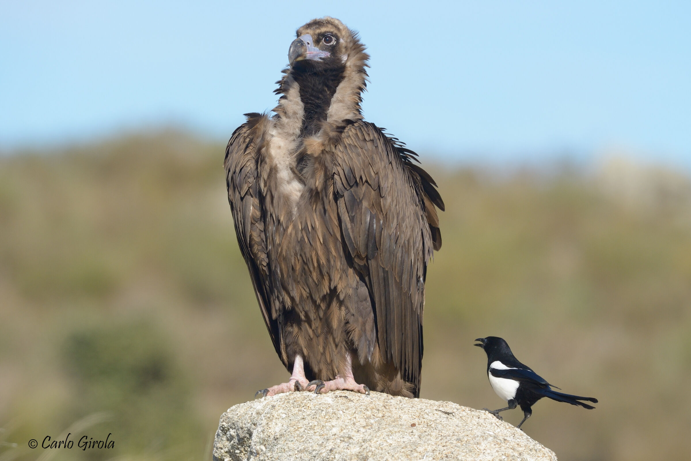 Avvoltoio monaco (Aegypius monachus)...