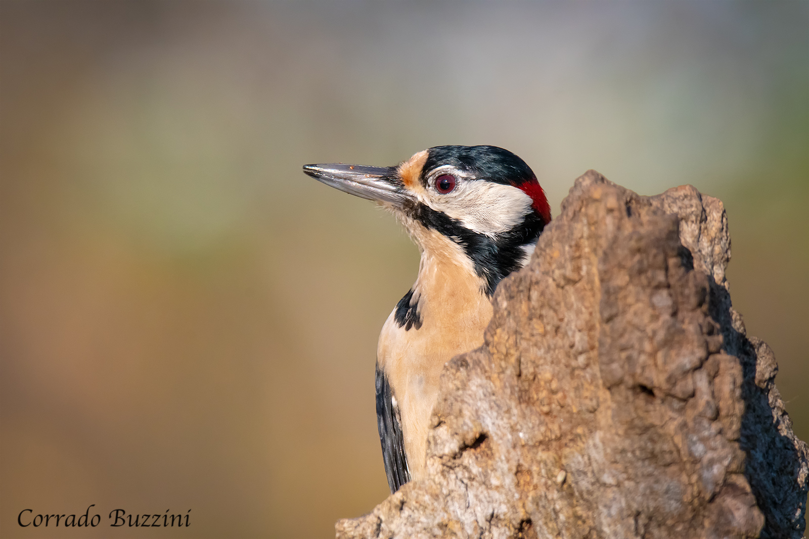 male red woodpecker...