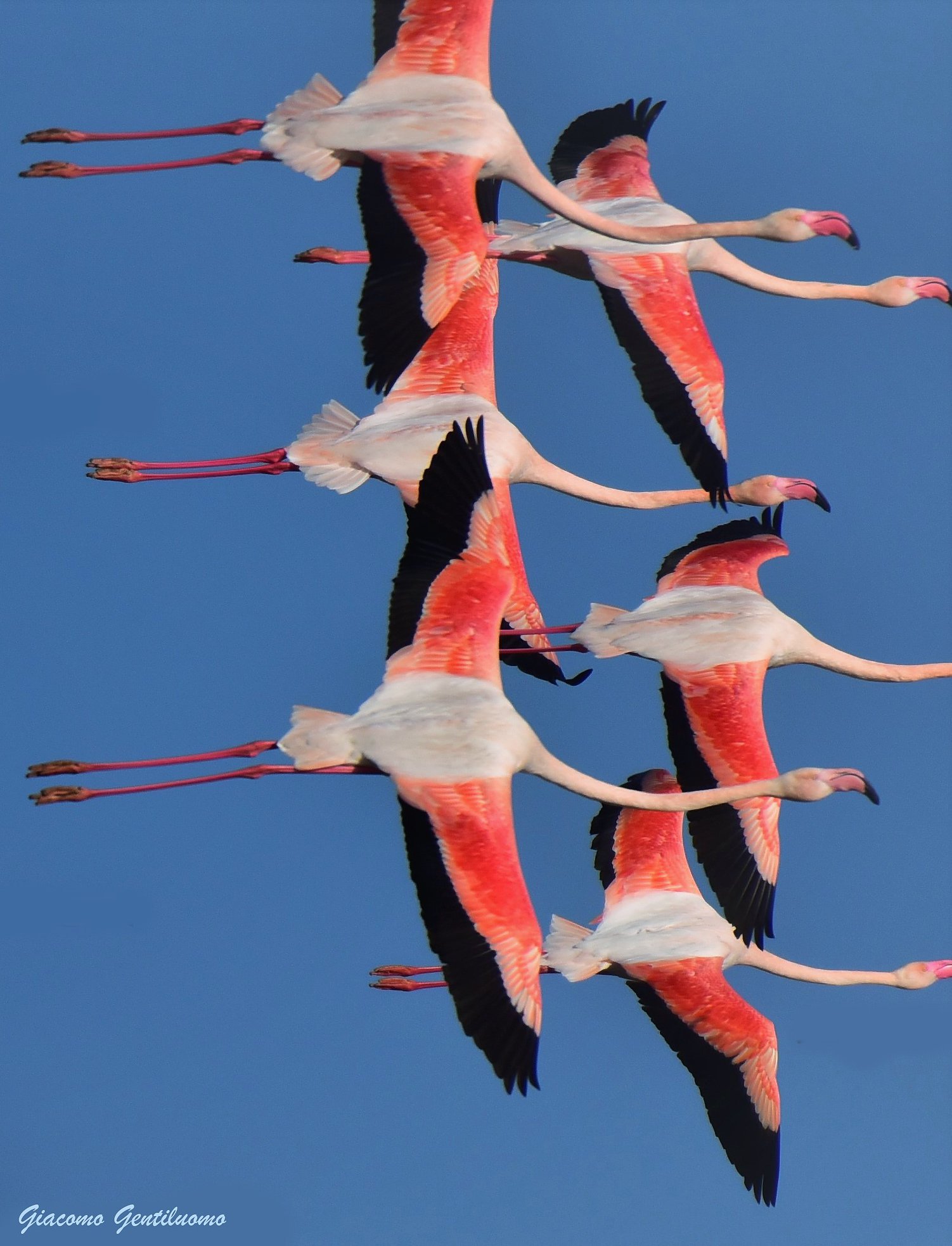 flamingos flying at Lake Peretola...