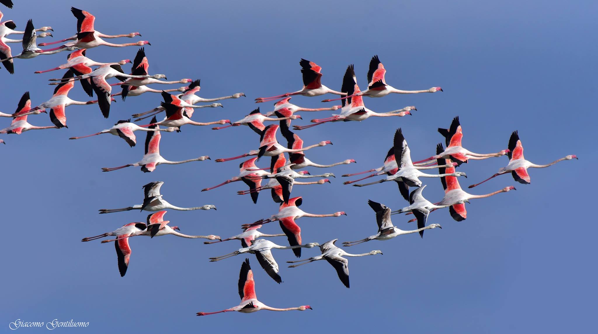 pink flamingos flying on Peretola's aeropore (FI)...