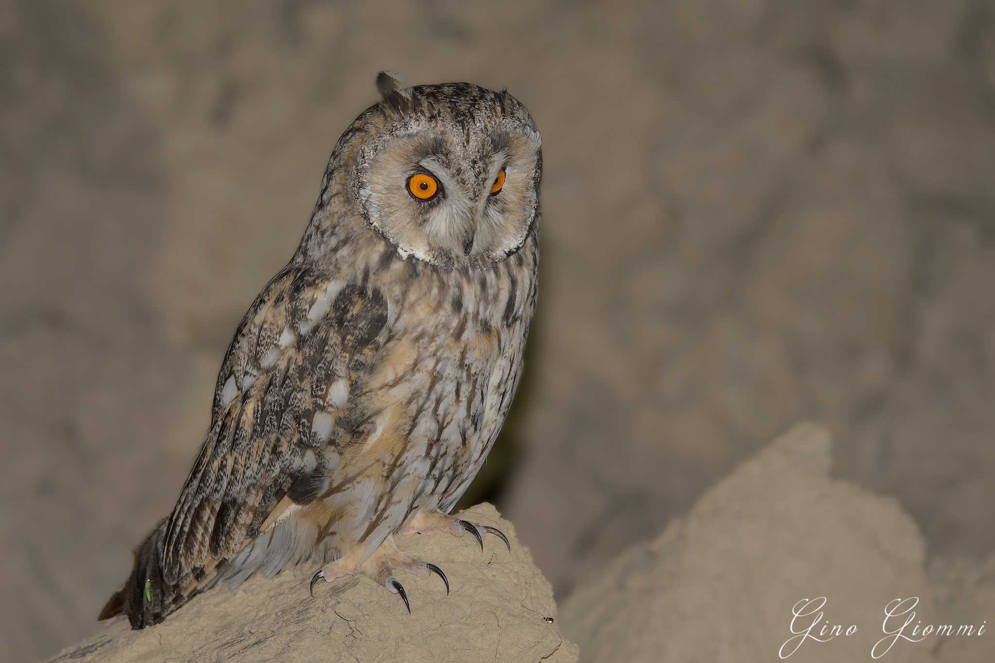 Common Owl ...