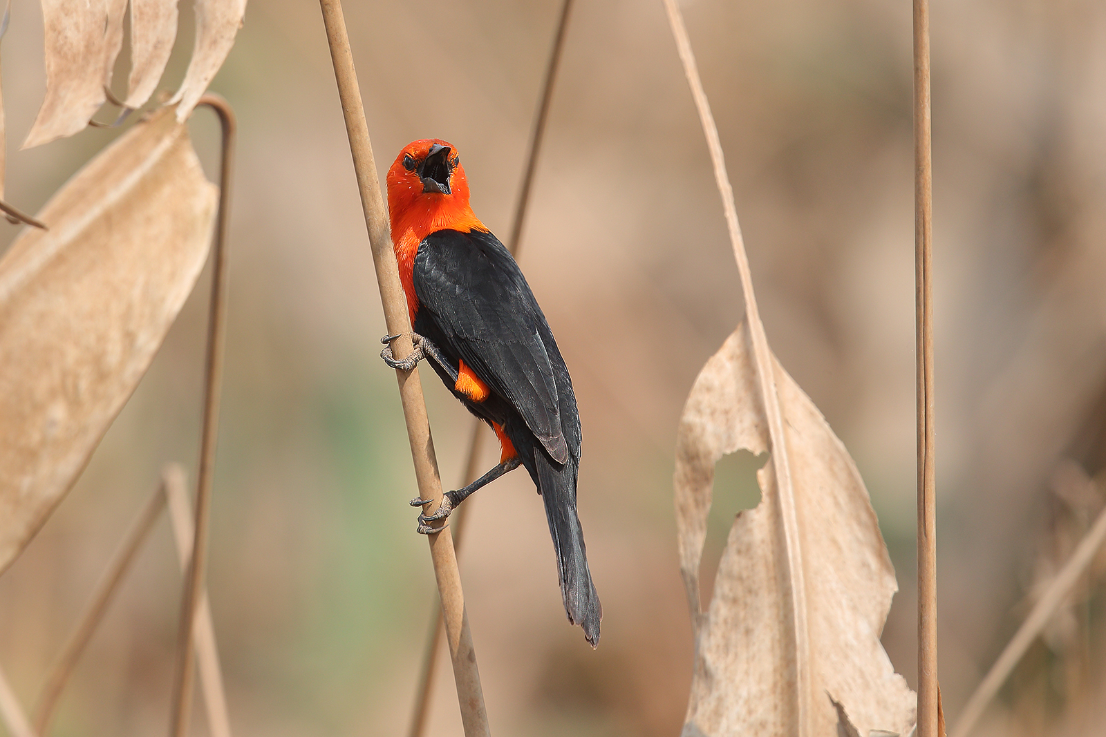 Scarlet-headed blackbird...