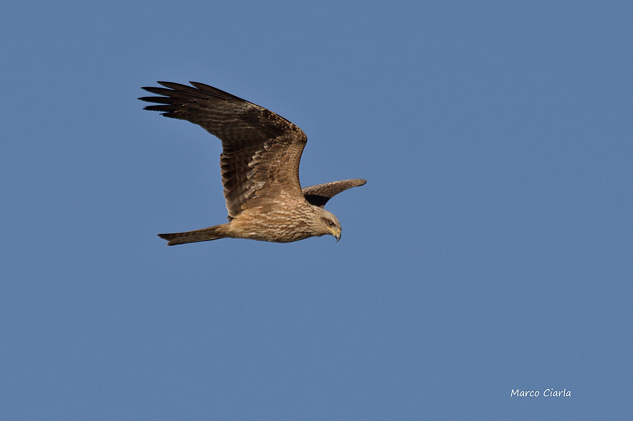 Young brown kite (Milvus migrans) ...