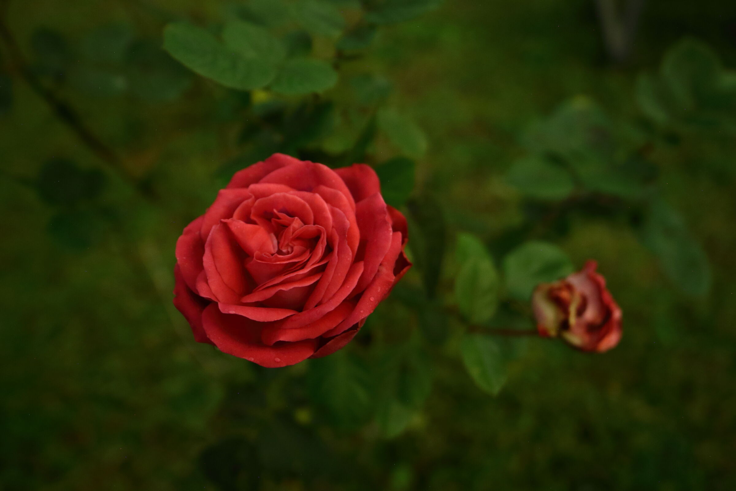 Una rosa rossa illuminata dalla luce della luna...
