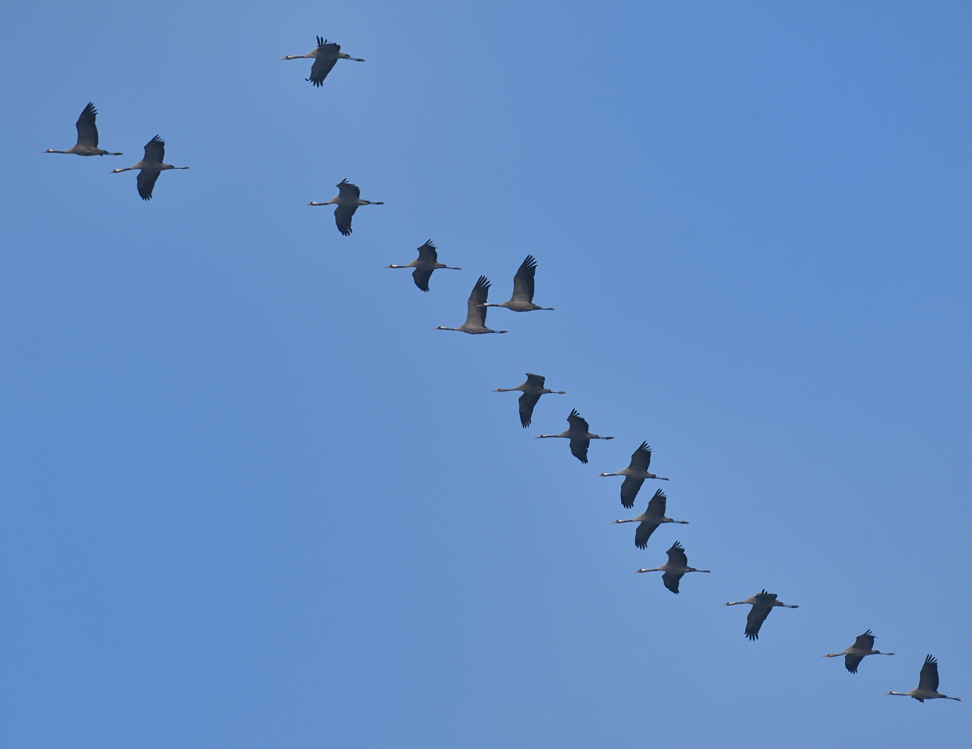 Ash cranes in migration...
