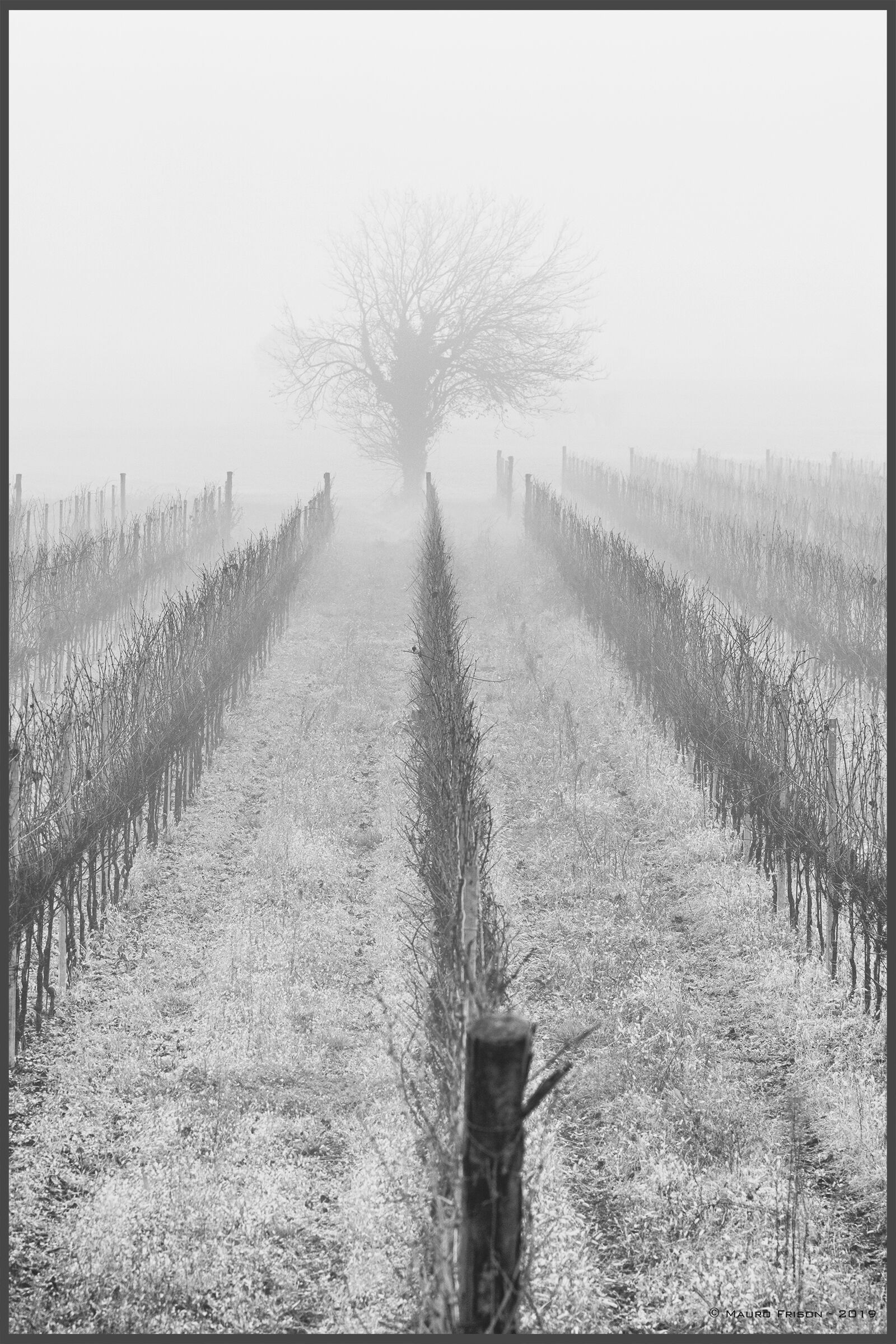 Guarding the vineyard...