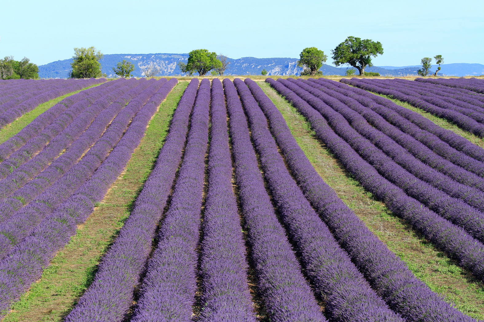 Provence valensole...