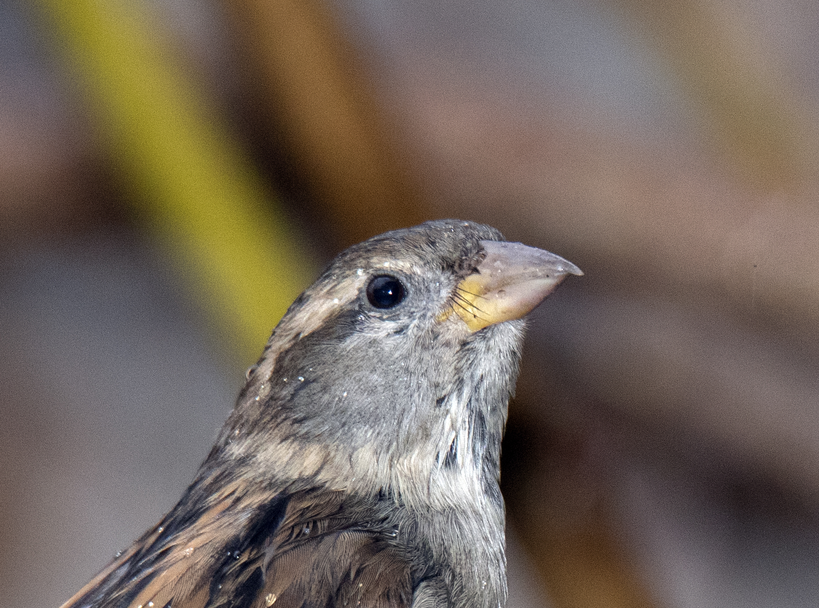 Portrait of a common sparrow...