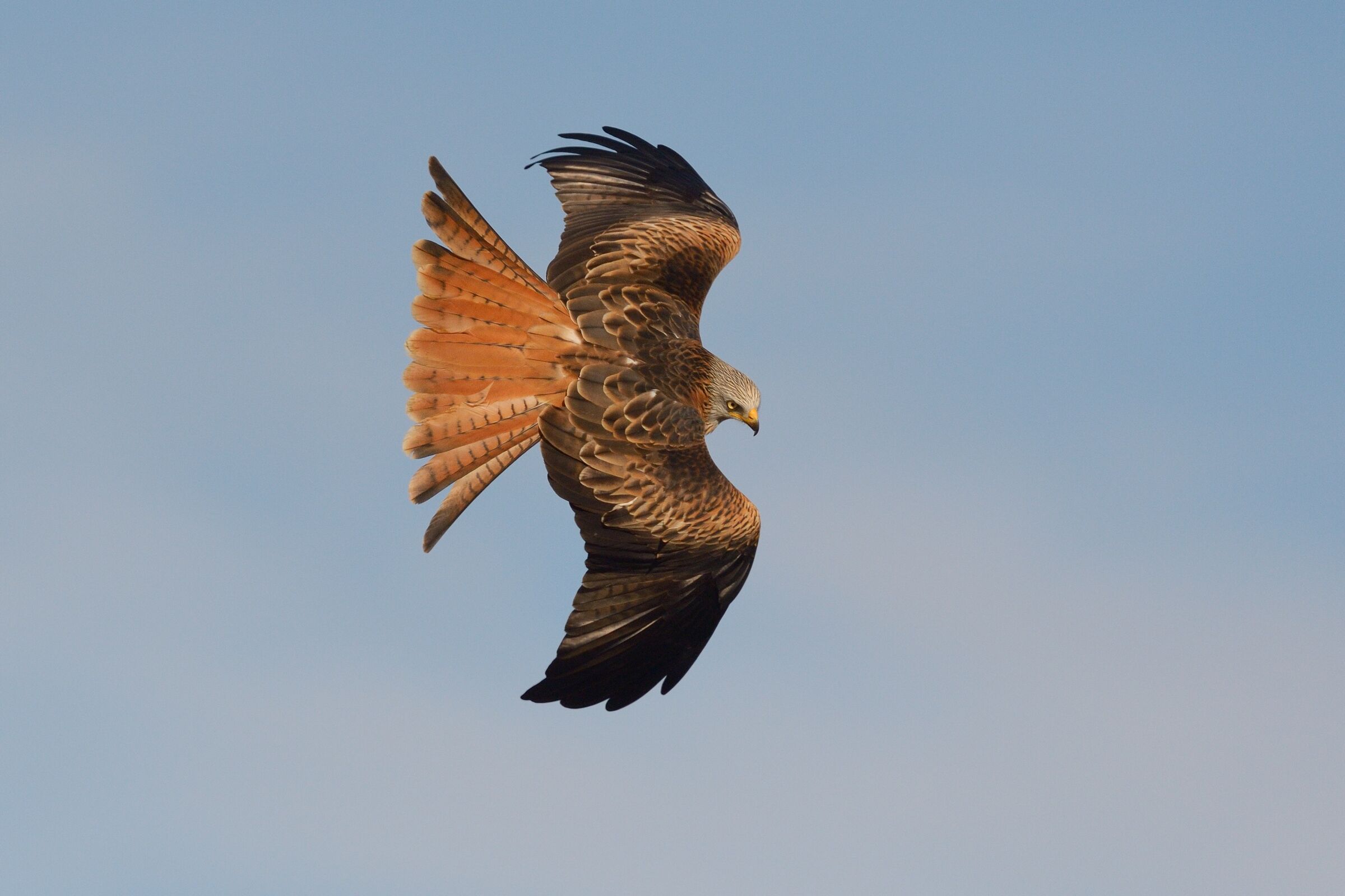 Royal kite (Milvus milvus)...