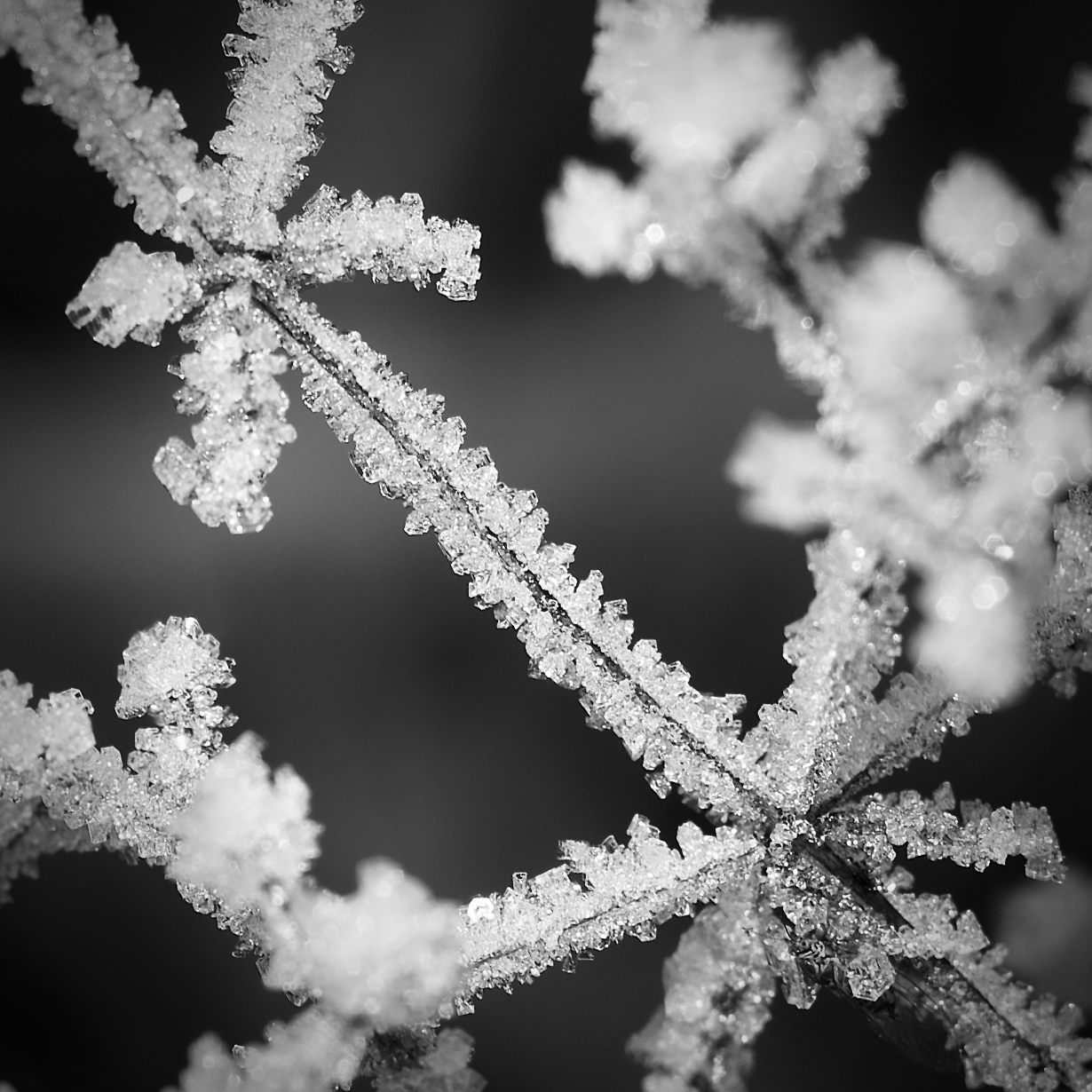 Frost 3...