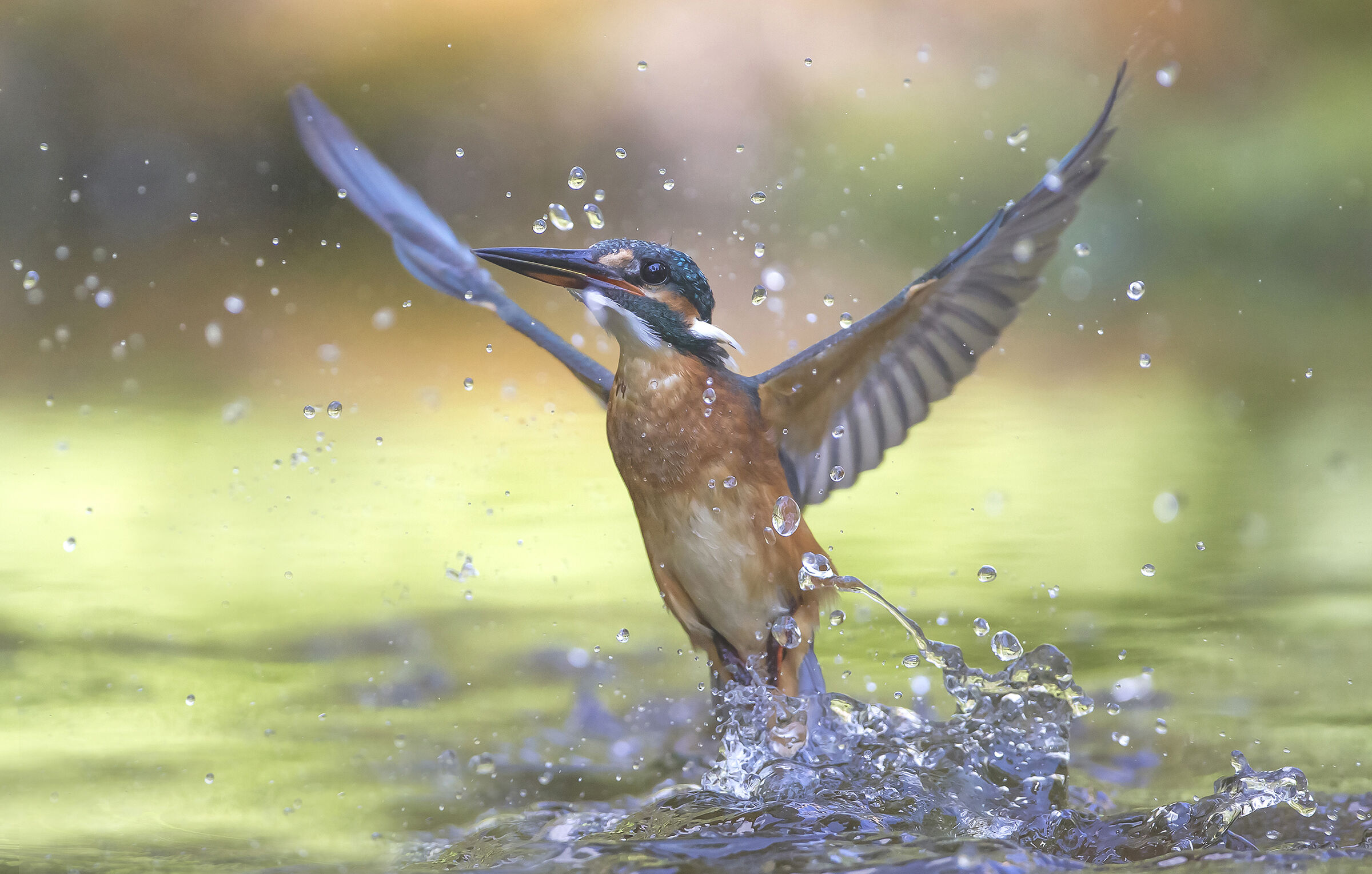 kingfisher, angel-flying...