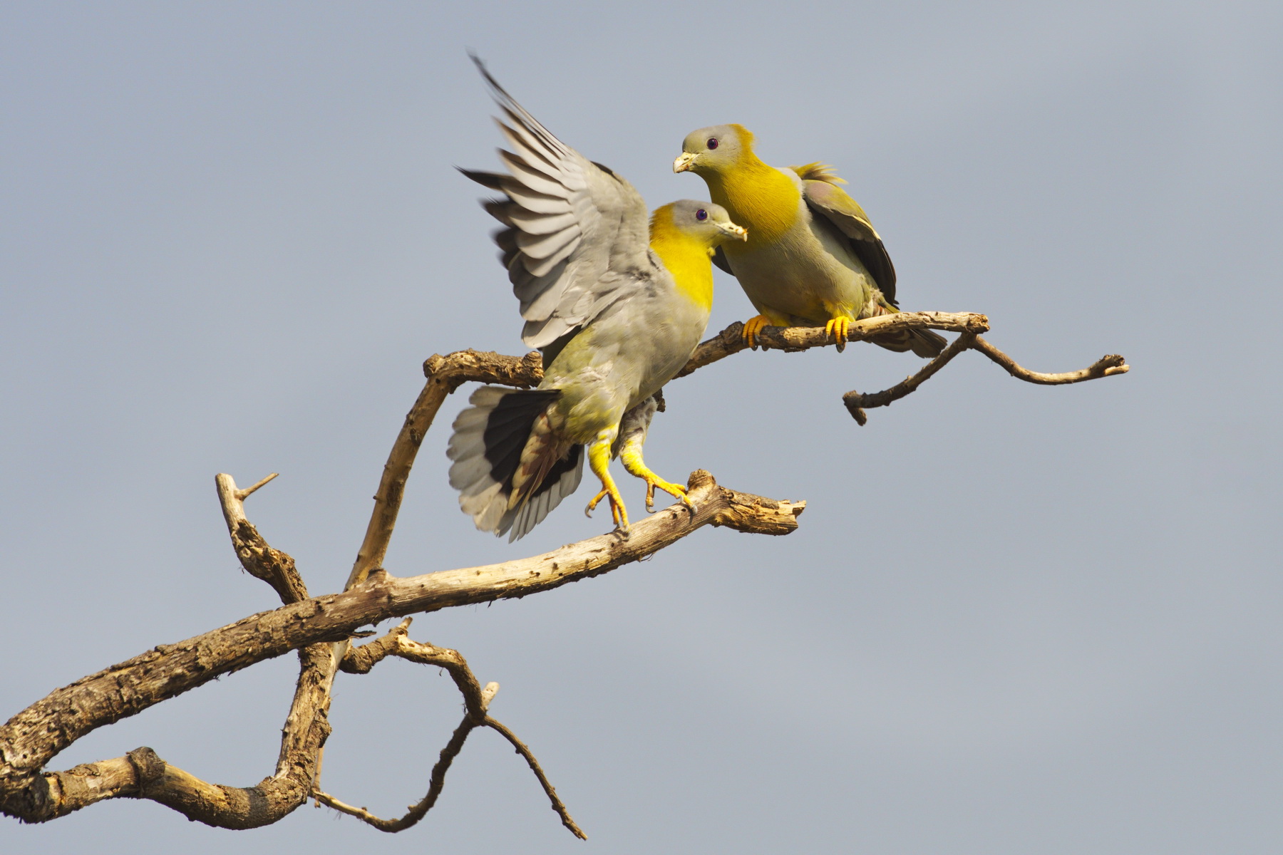 Yellow footed green pigeon...