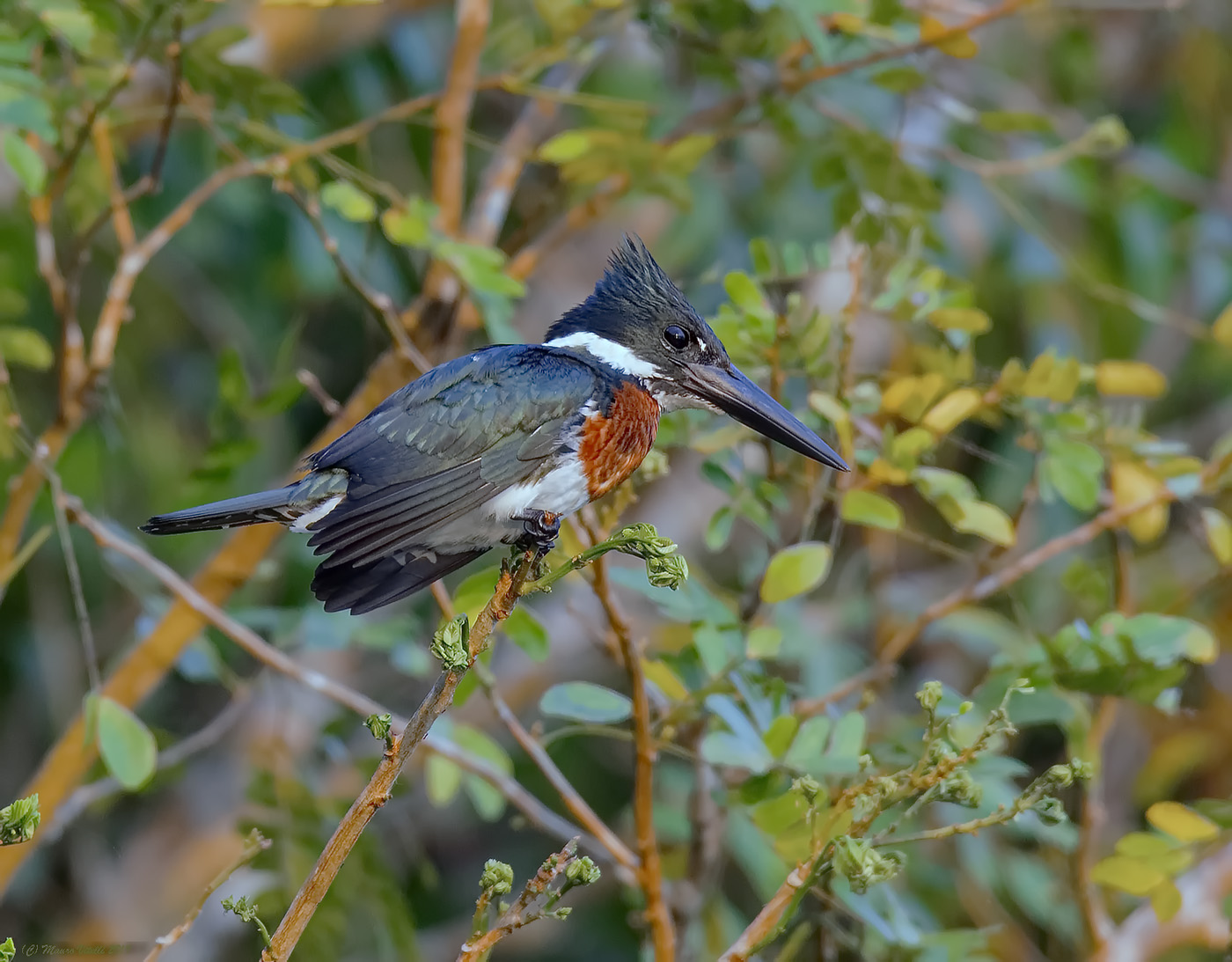Amazon Kingfisher (Chloroceryle amazona) Peru...