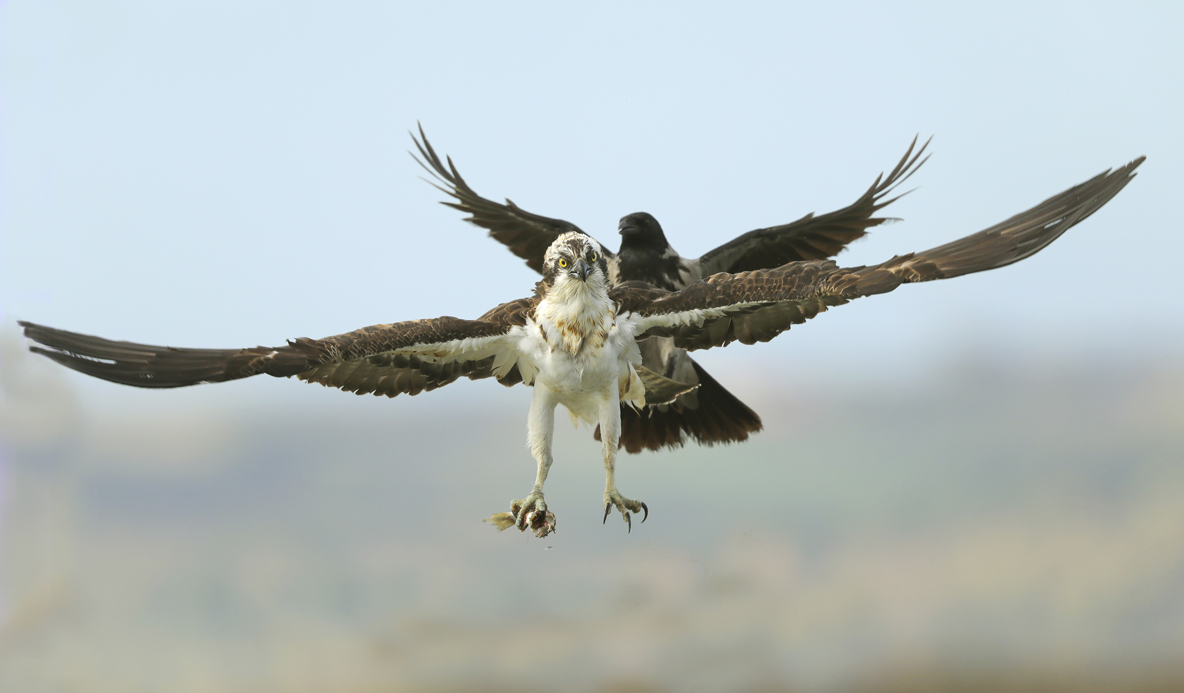 Flight of pair osprey and crow...