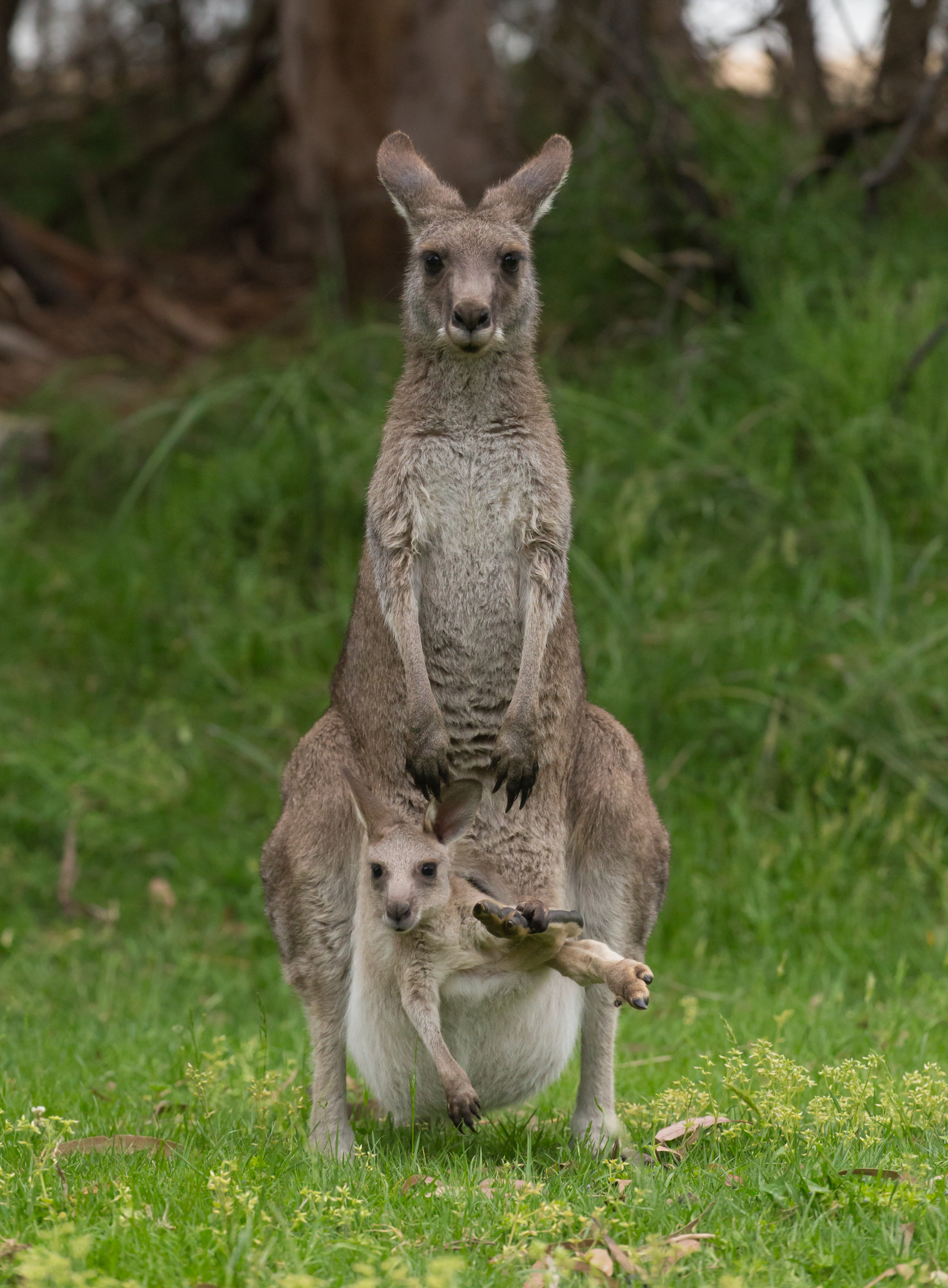 Australian Family Portrait ...