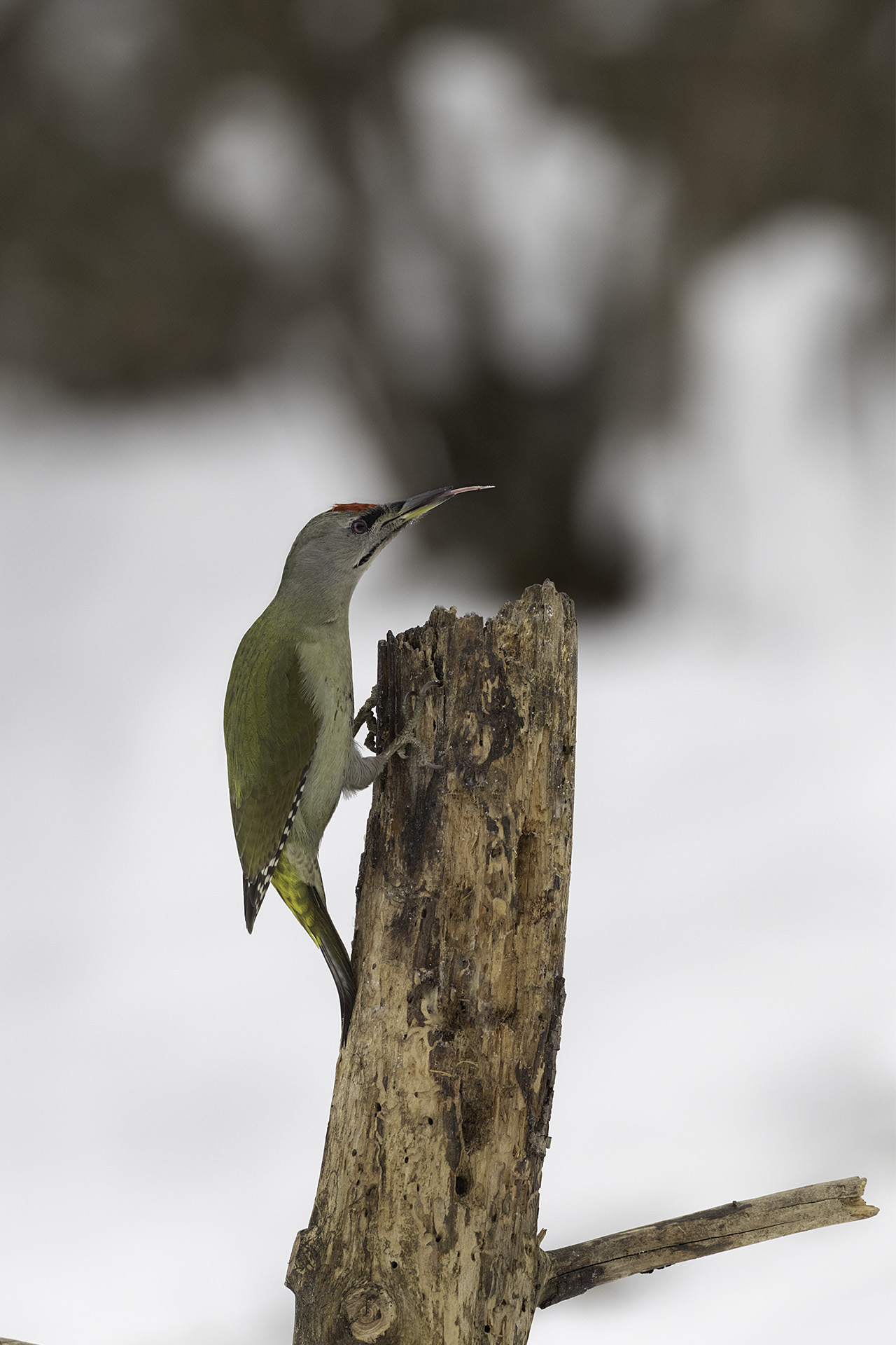 Male ash woodpecker...