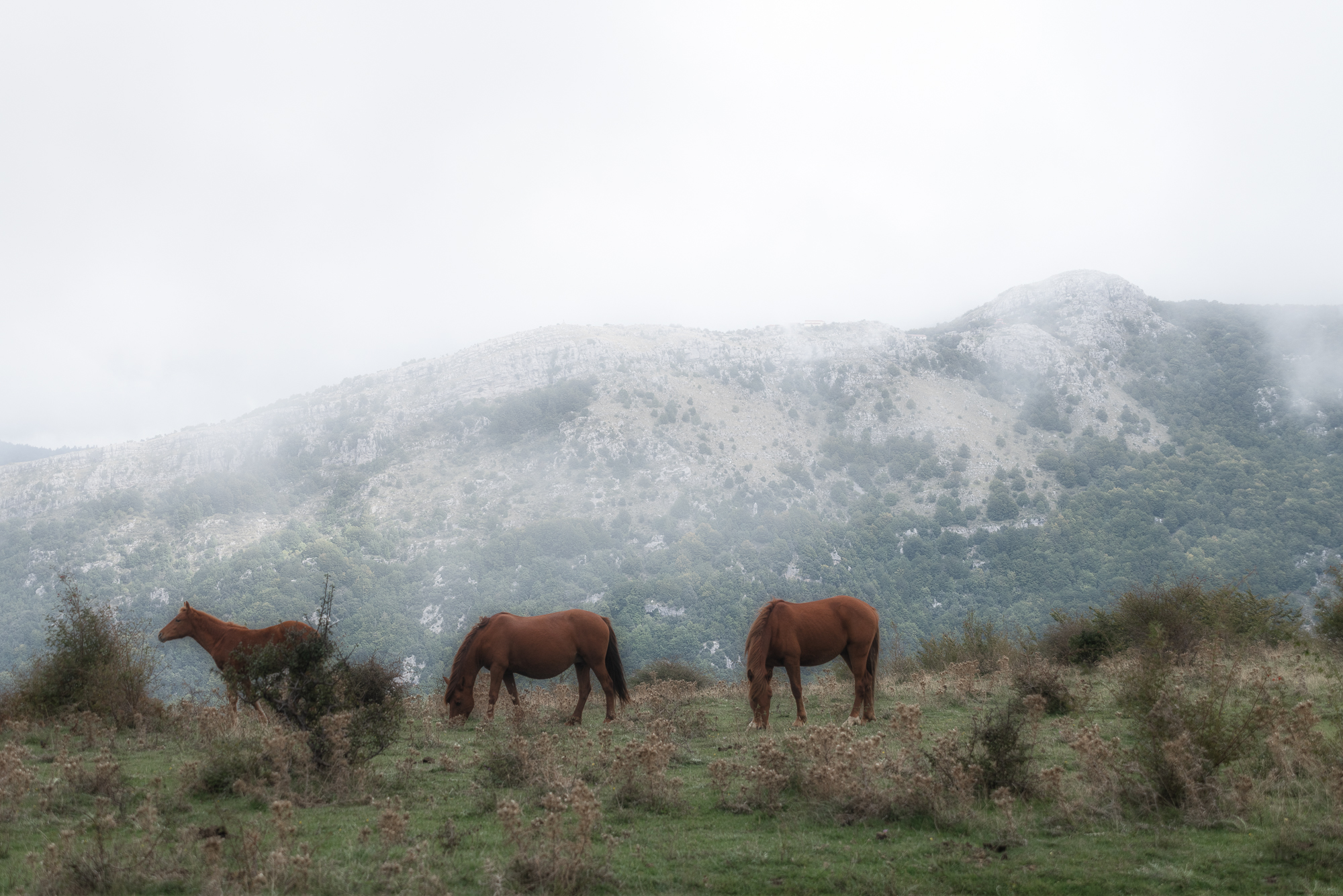 Horses, Pollino National Park...