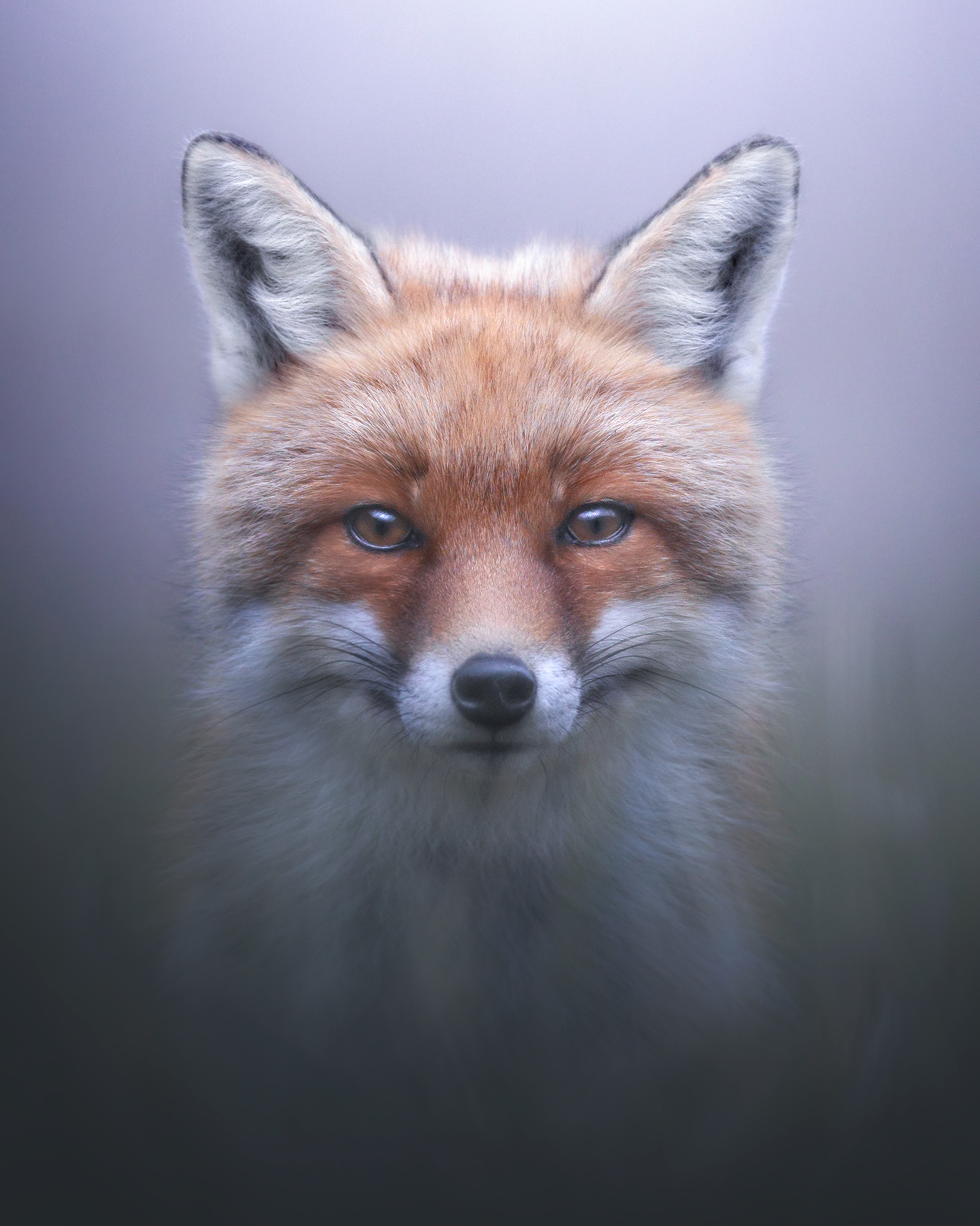 Fox Portrait,...