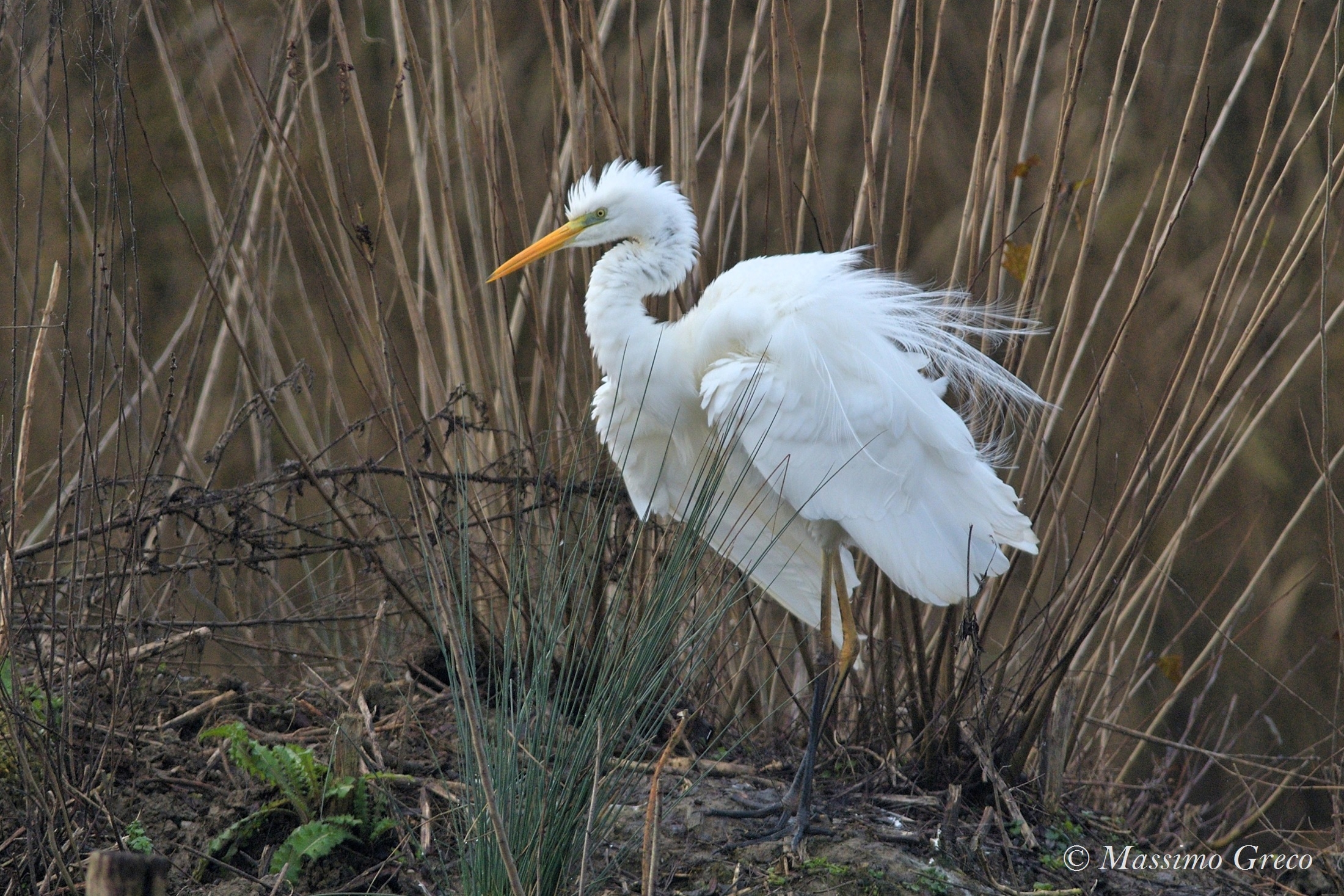 Major white heron...