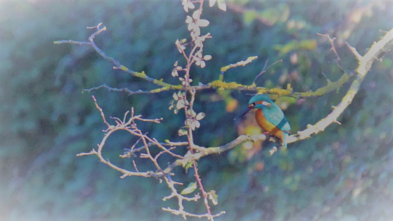 The kingfisher...