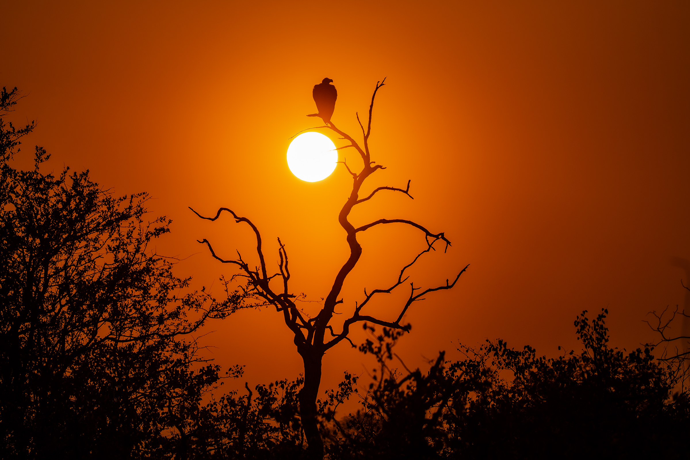 Vulture Sunset...