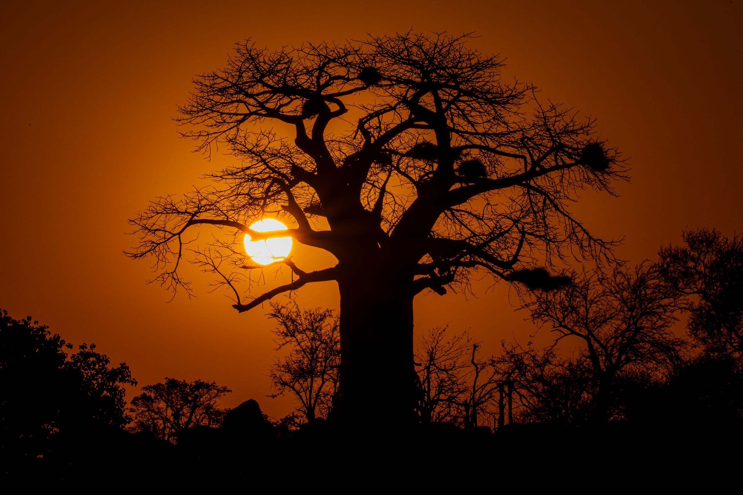 Baobab Sunset...