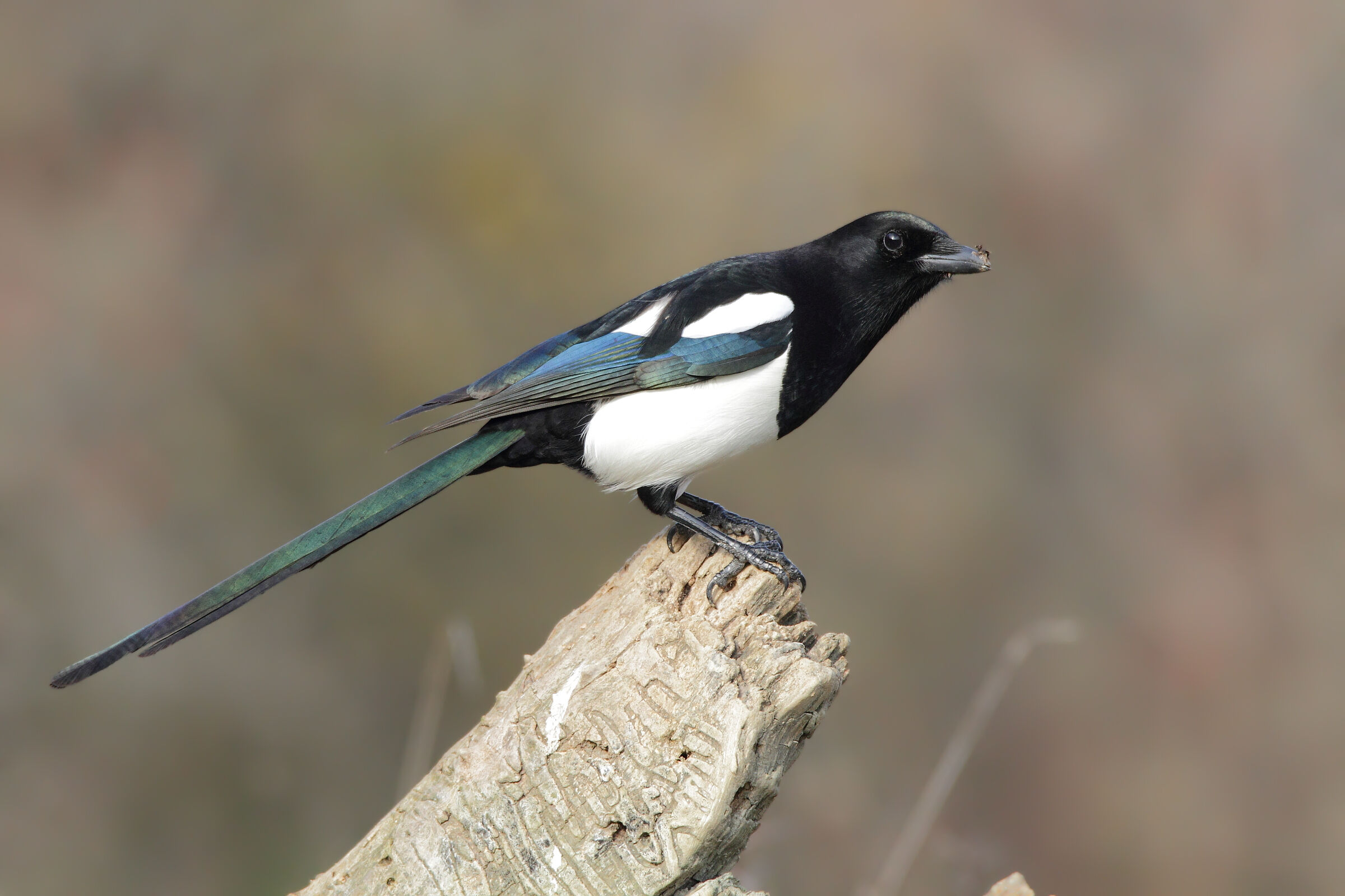 Finally the magpie in beautiful pose...