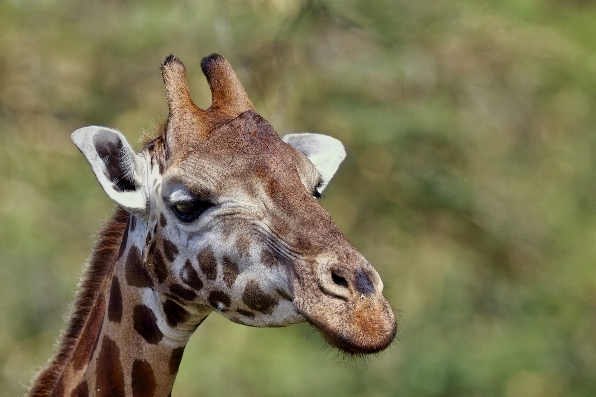 Giraffa di Rothschild...