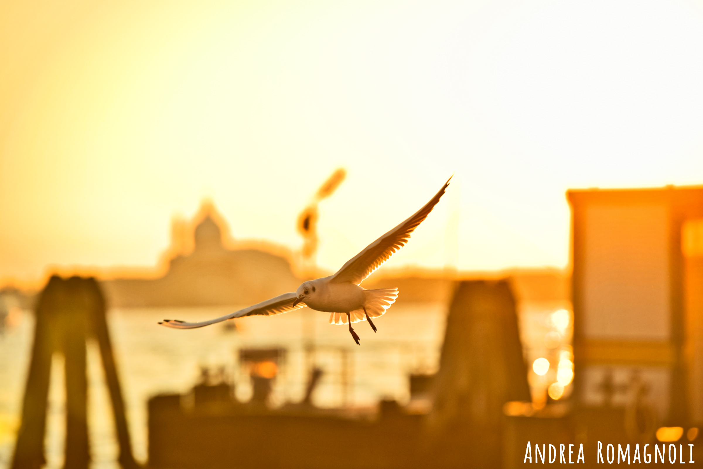 Sunset Seagulls ...