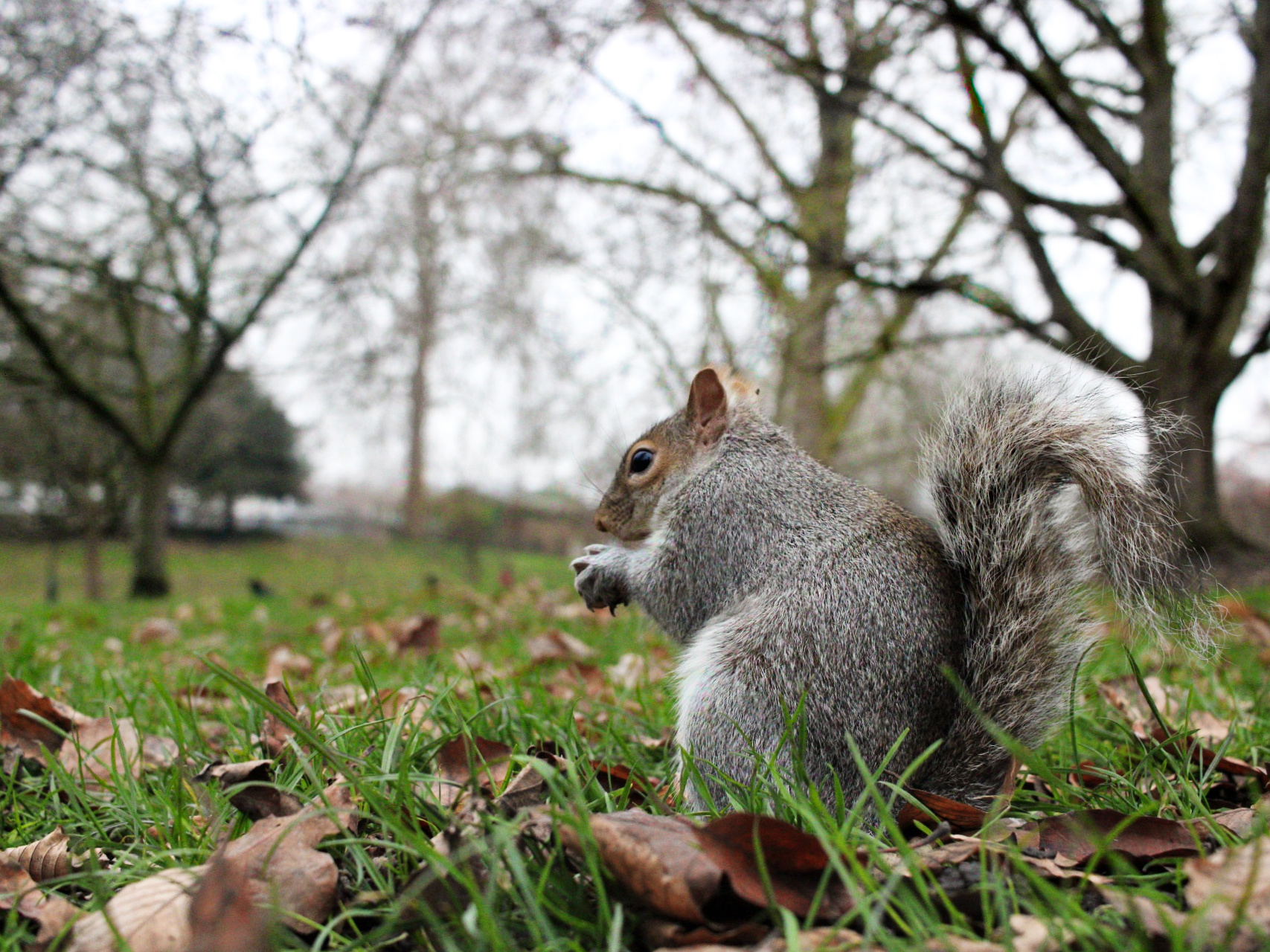 Hyde Park squirrel...