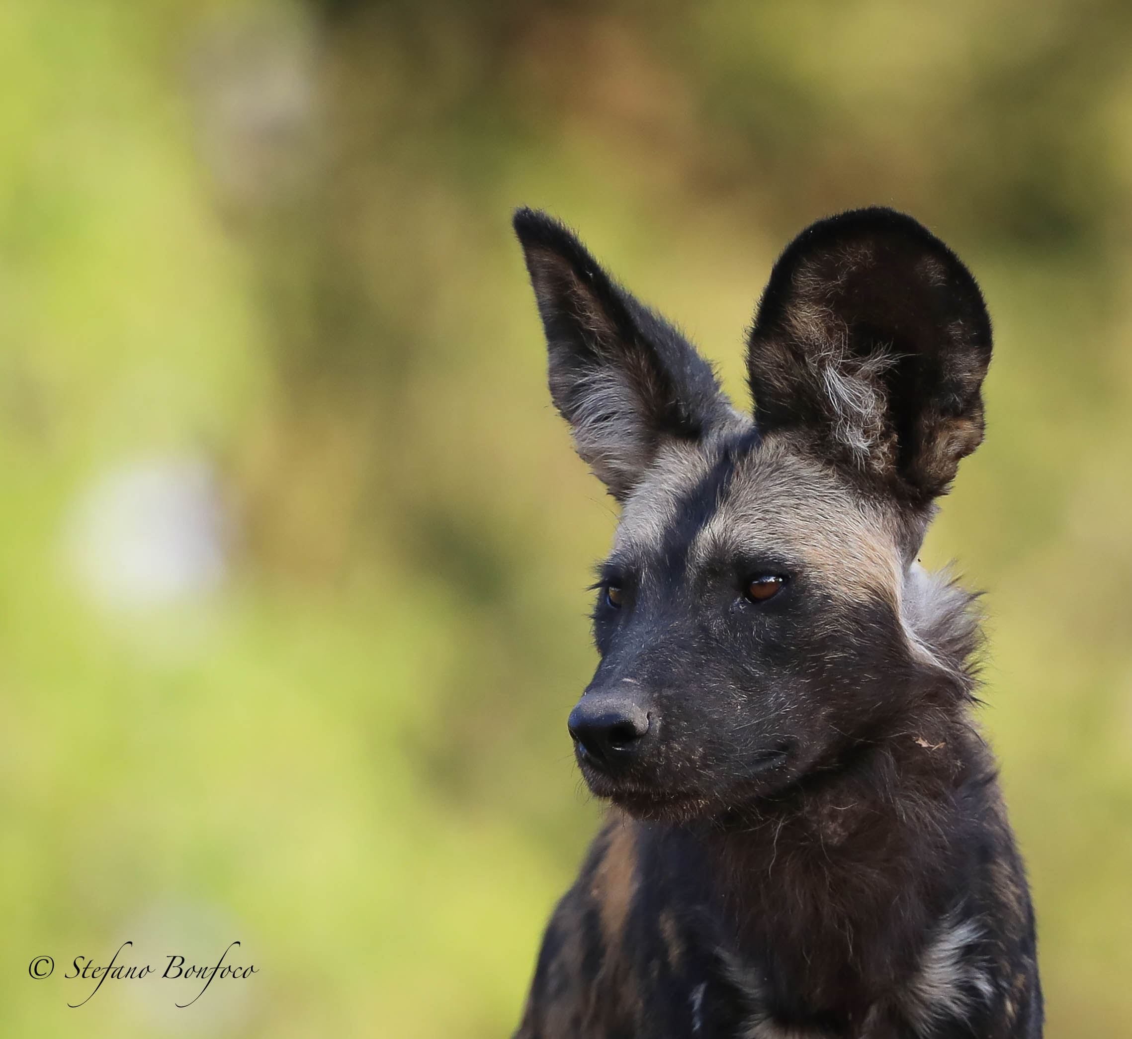 African Wild Dog (Lycaon pictus)...