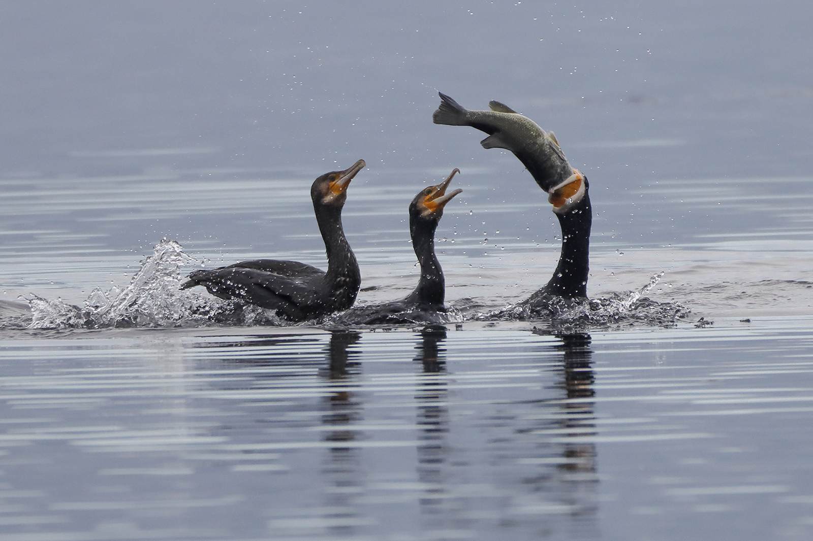 cormorants struggling with an exaggerated prey...