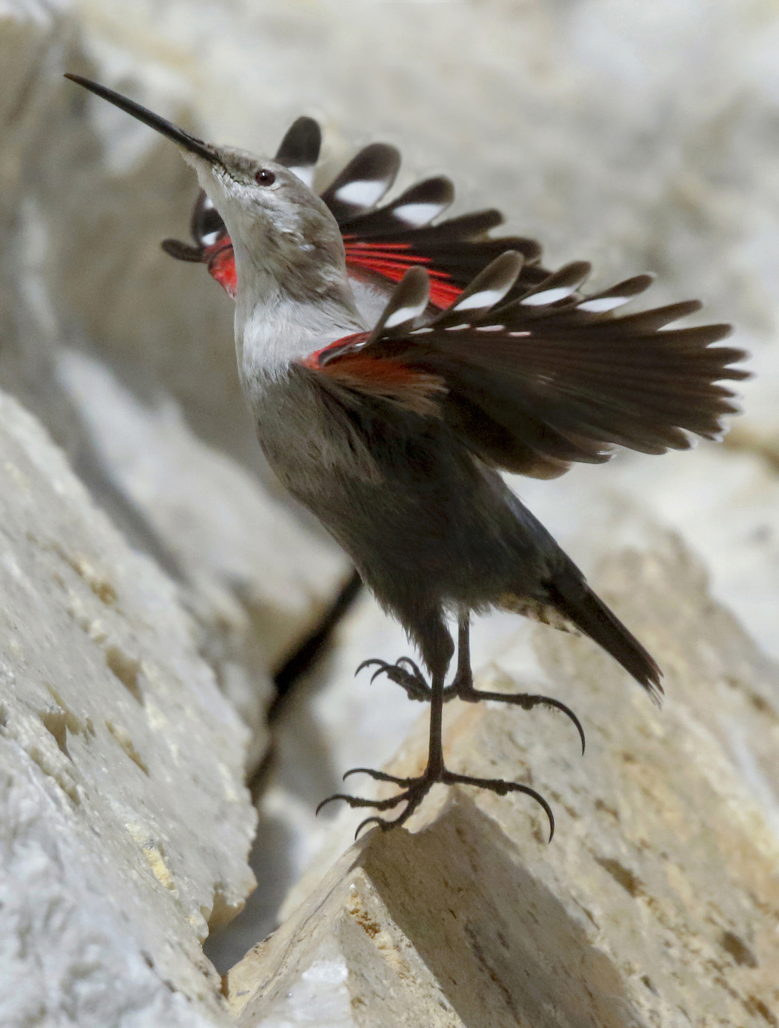 vertical take-off of the wall woodpecker...