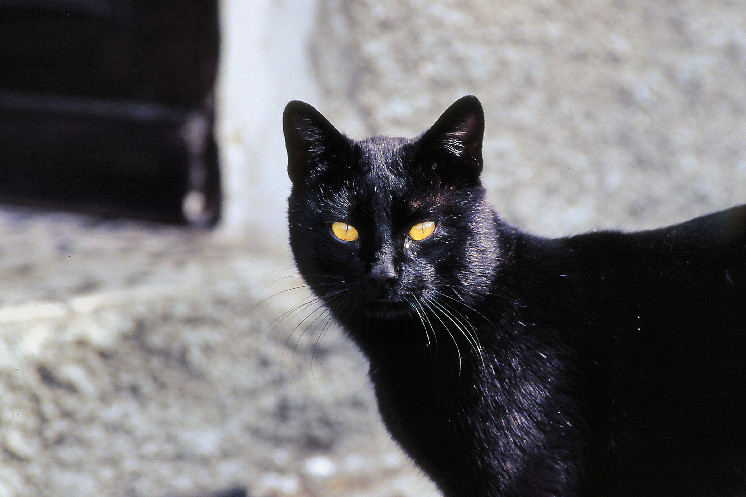 I wanted a black cat......