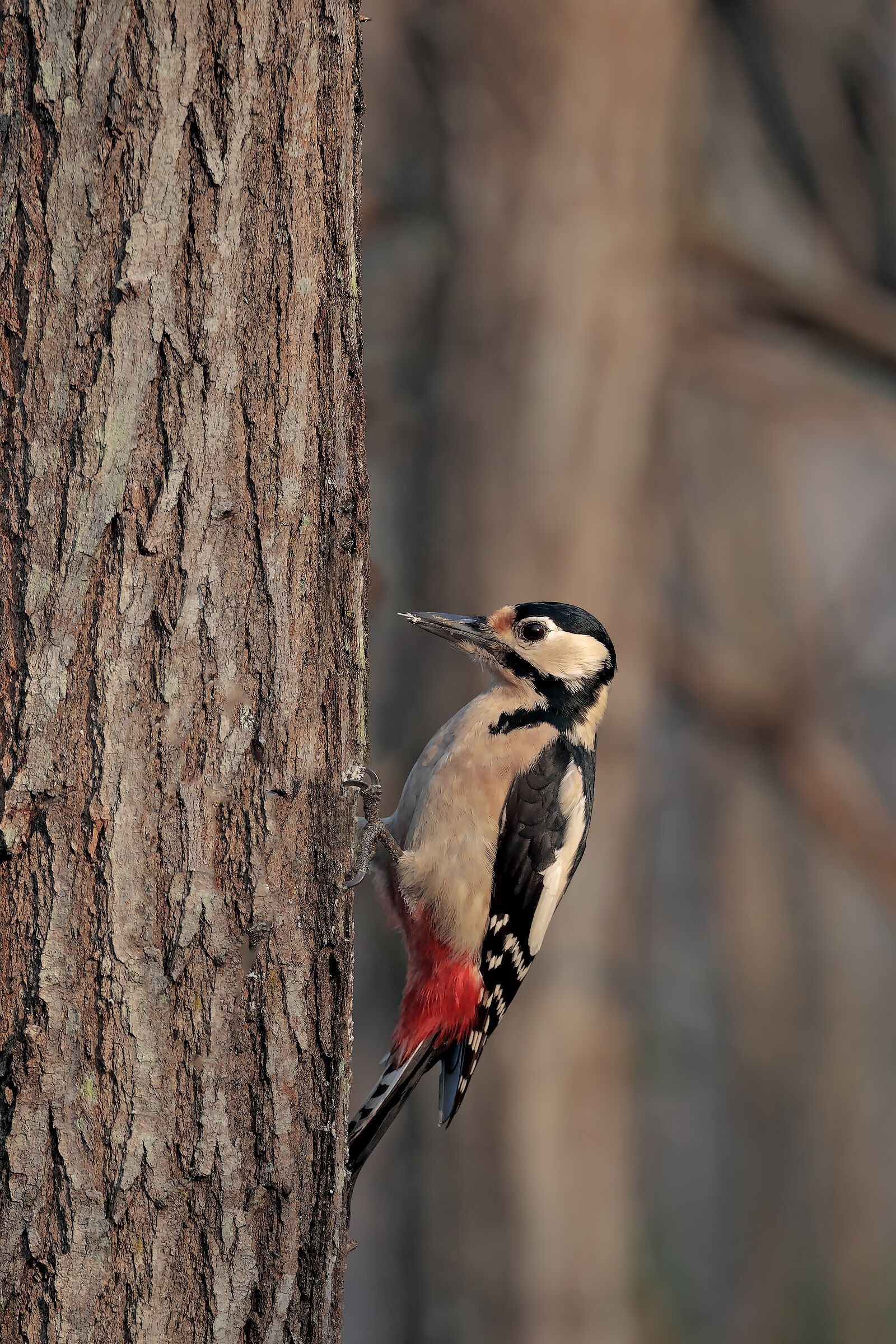 major red woodpecker...