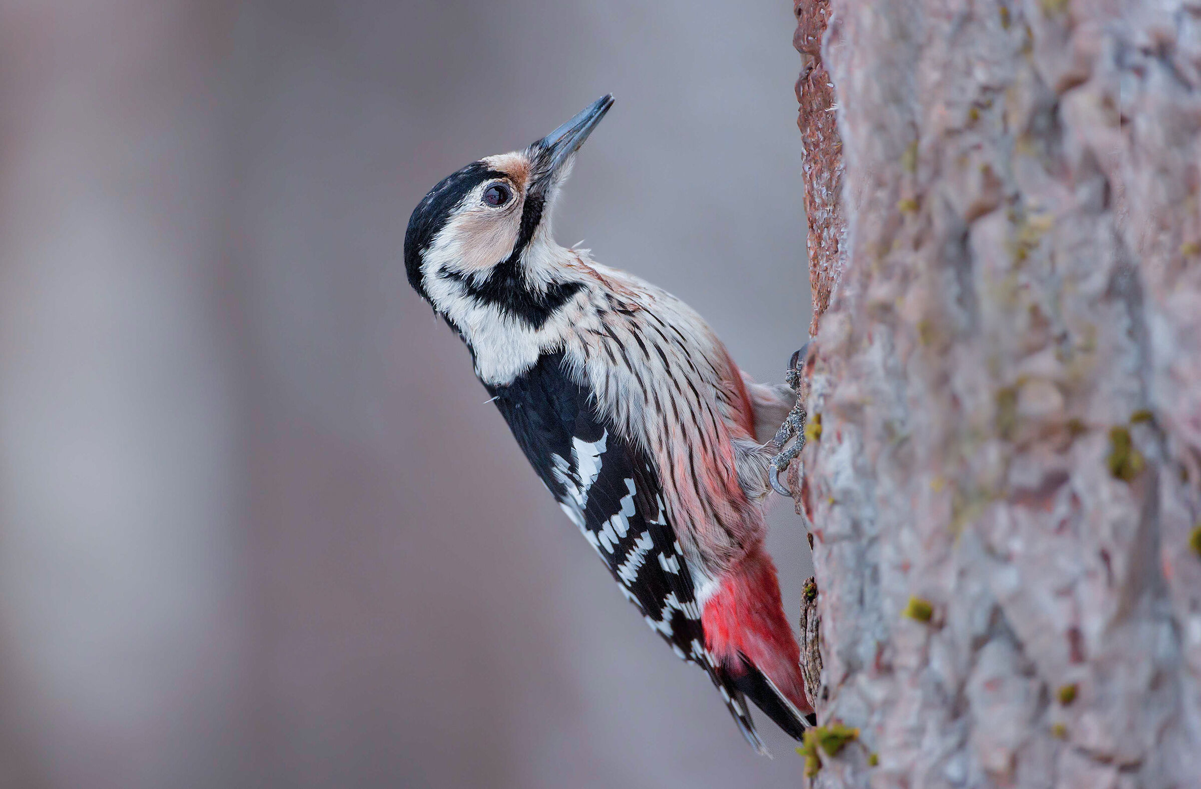 woodpecker white back...