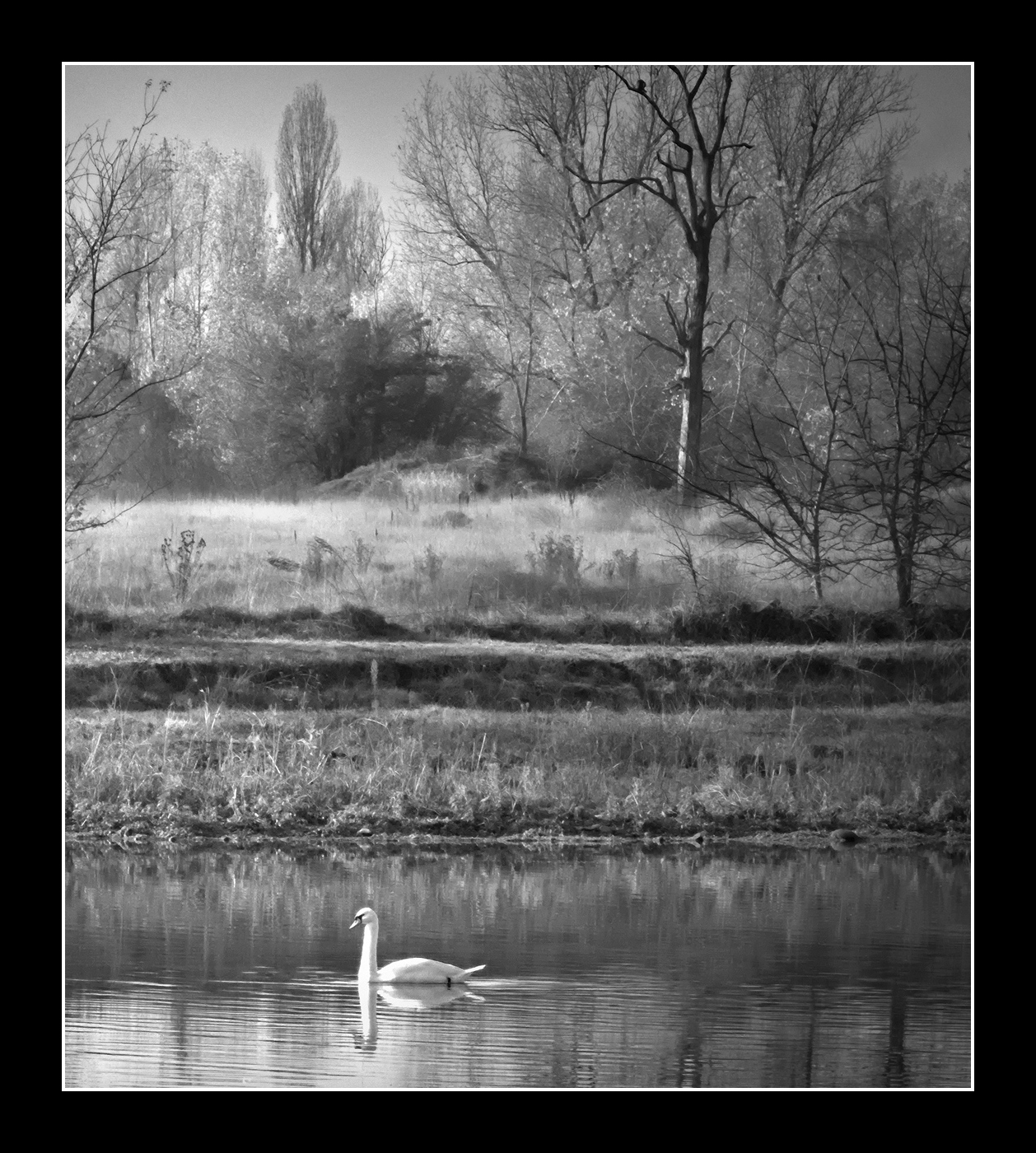 The Swan...