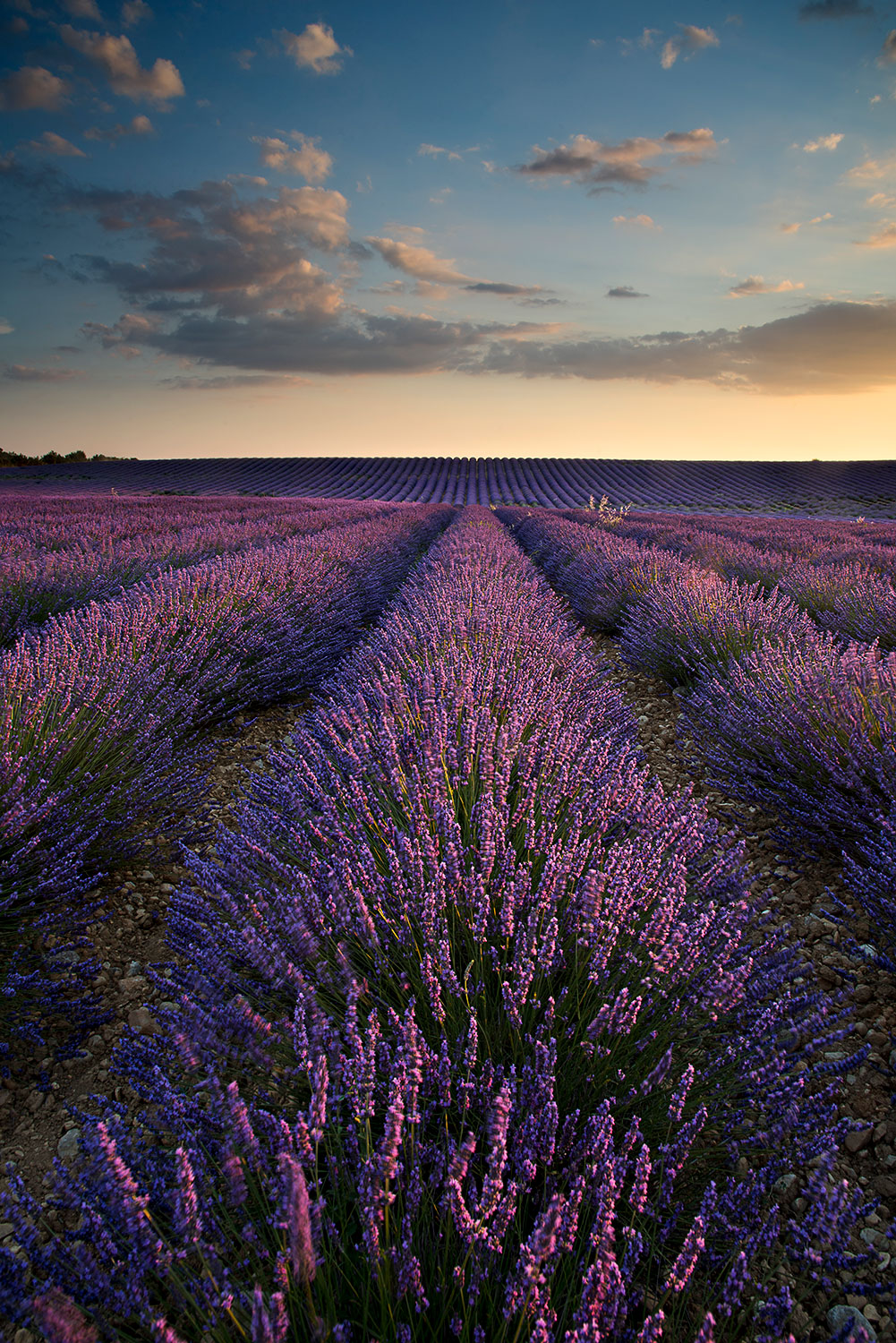 Lavender field at sunset...