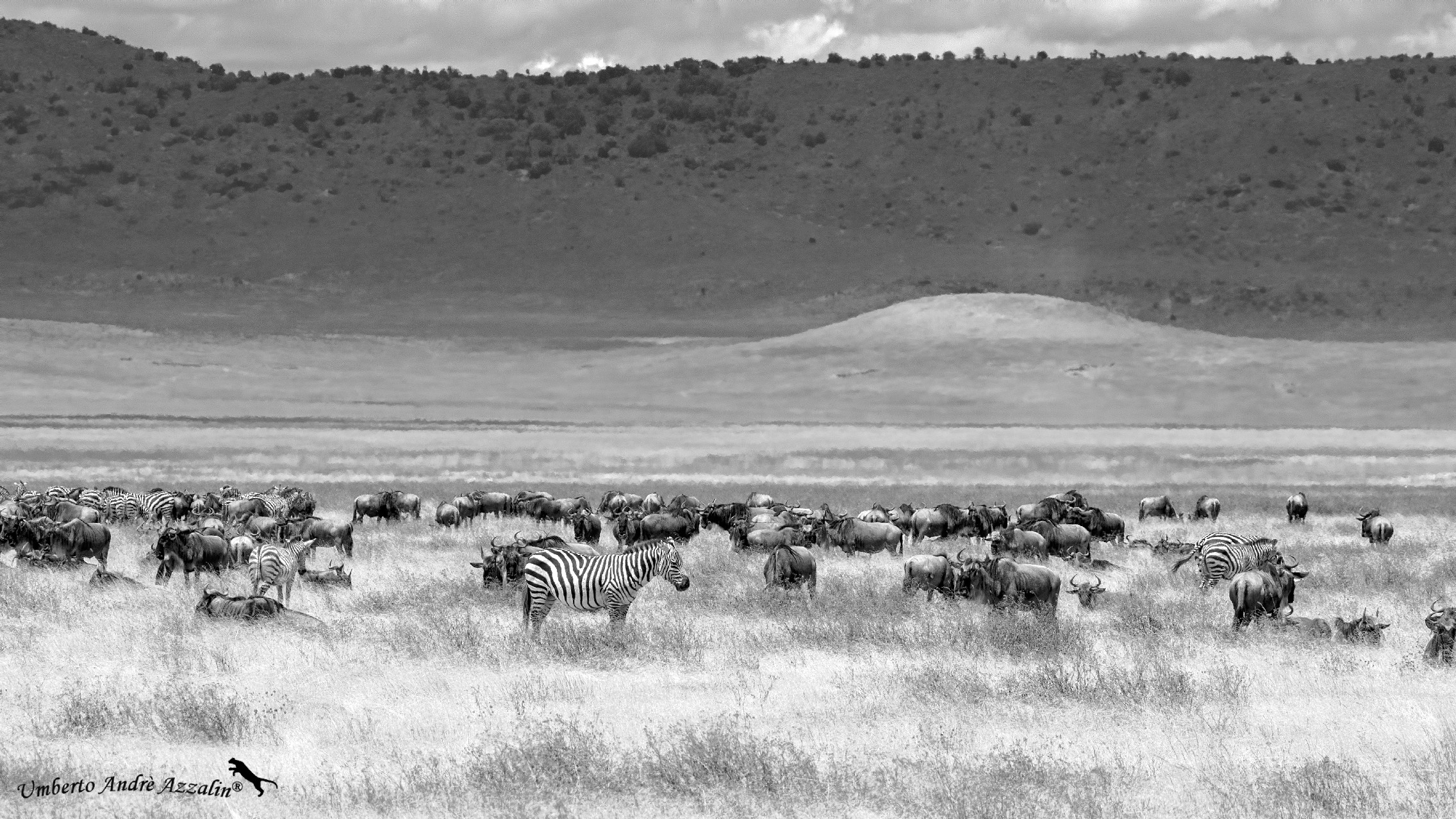Ngorongoro B&W 1...