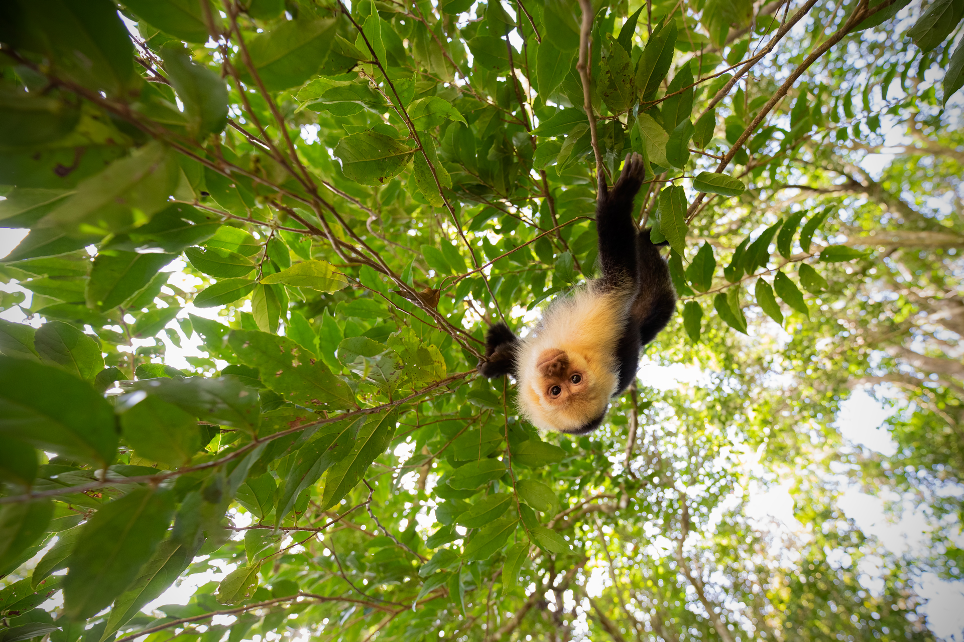 Capuchin Monkey...