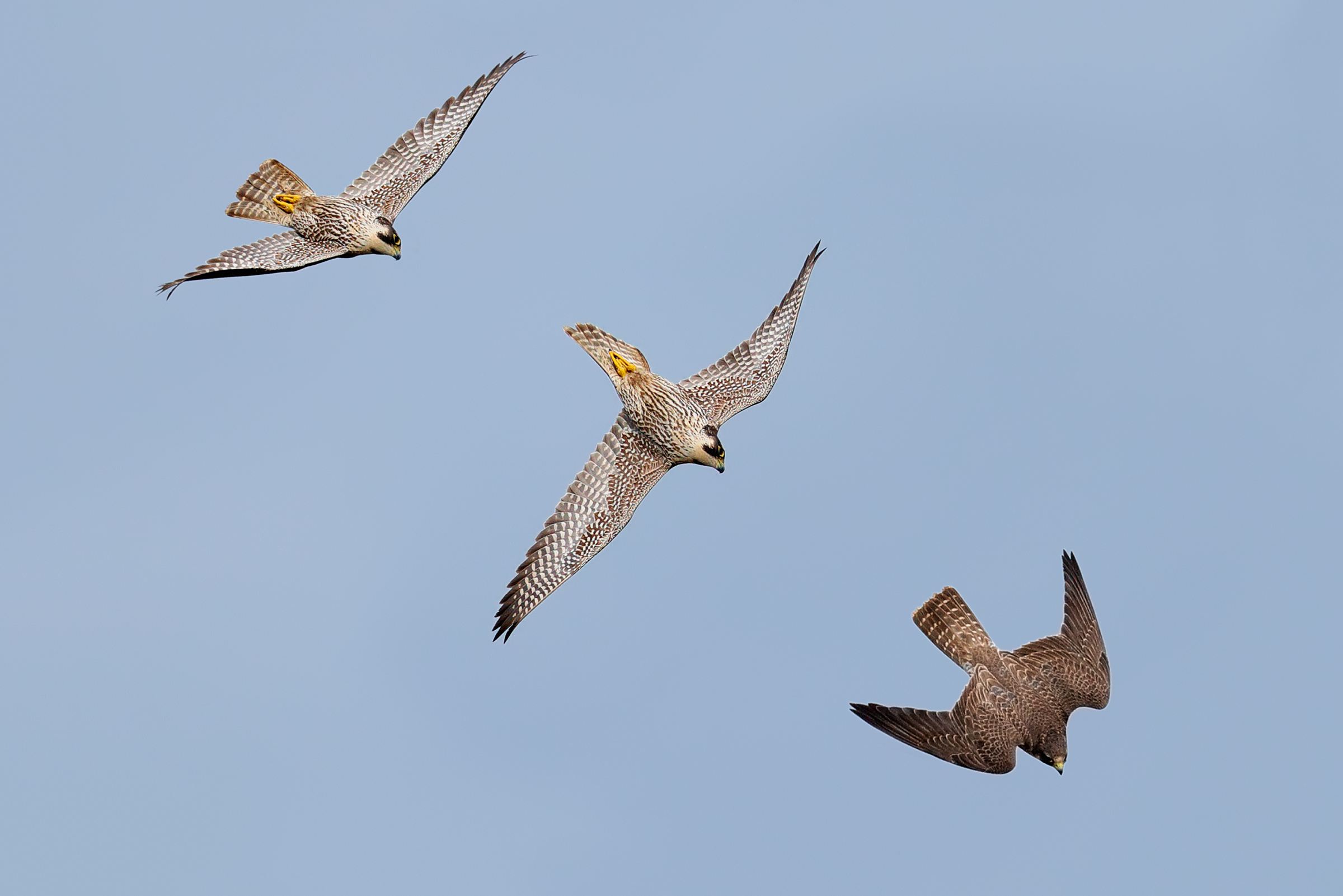 The peregrine falcon attack...