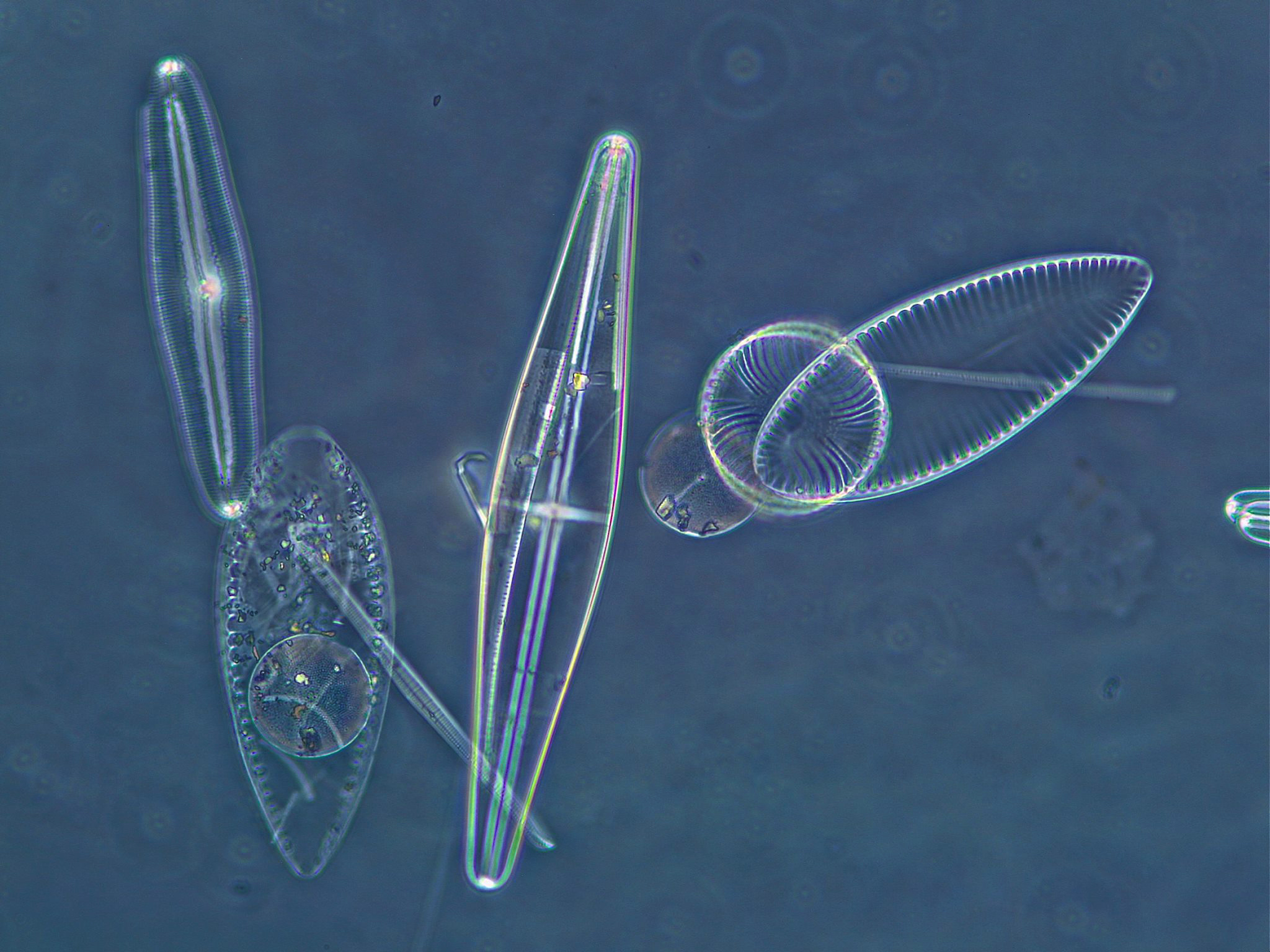 Diatoms...