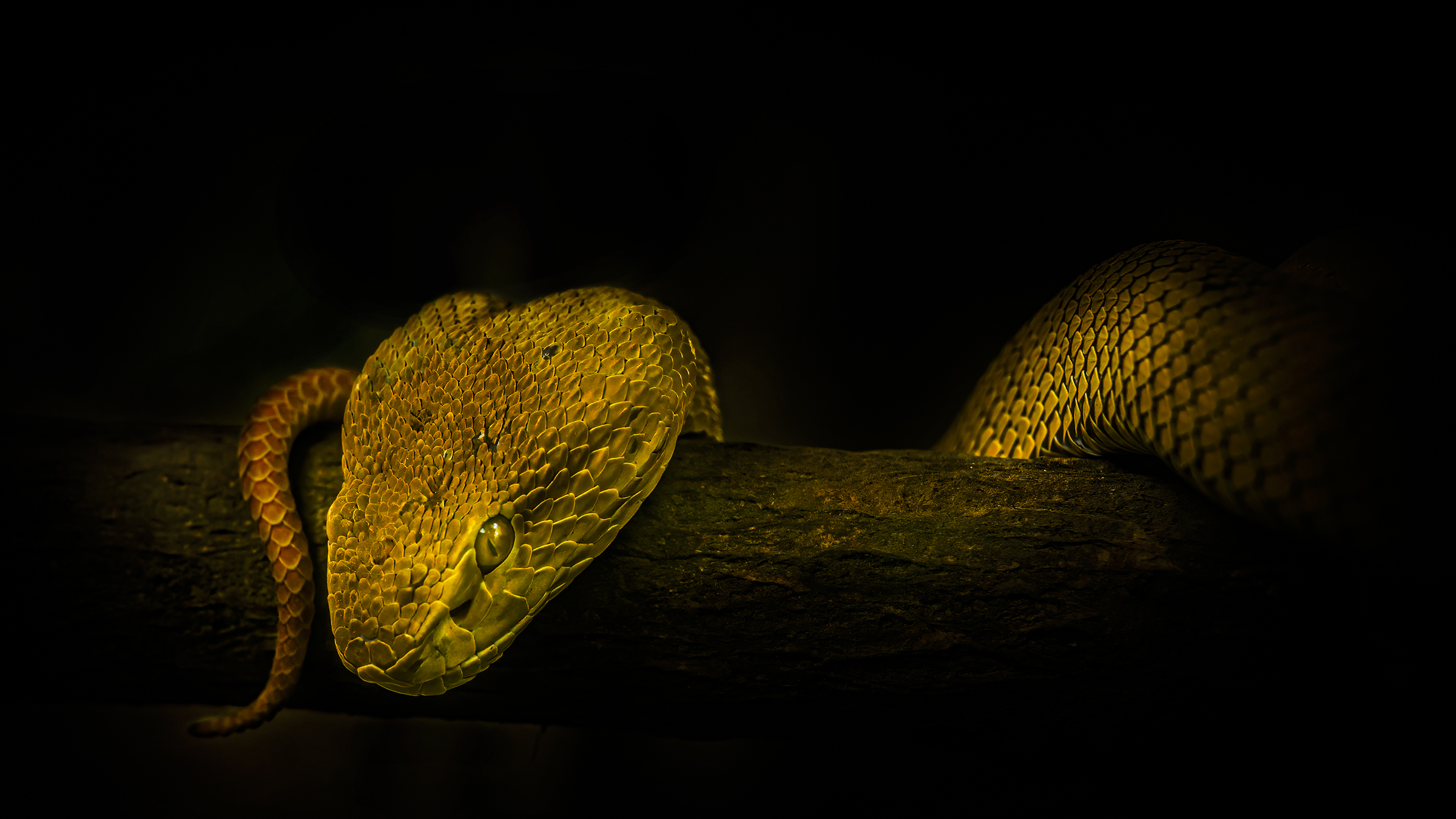 yellow snake ...