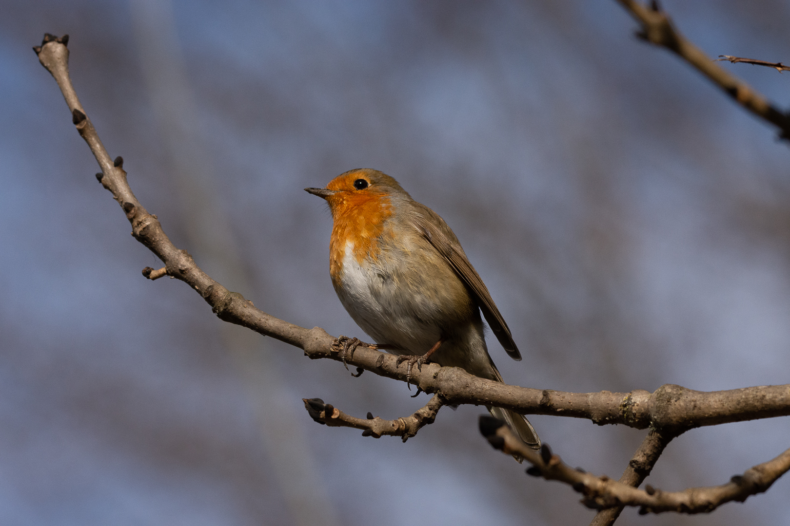 Robin...