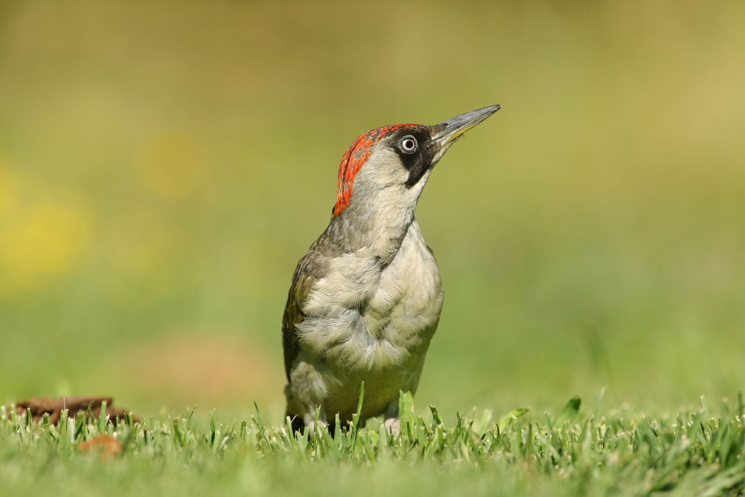 female green woodpecker...